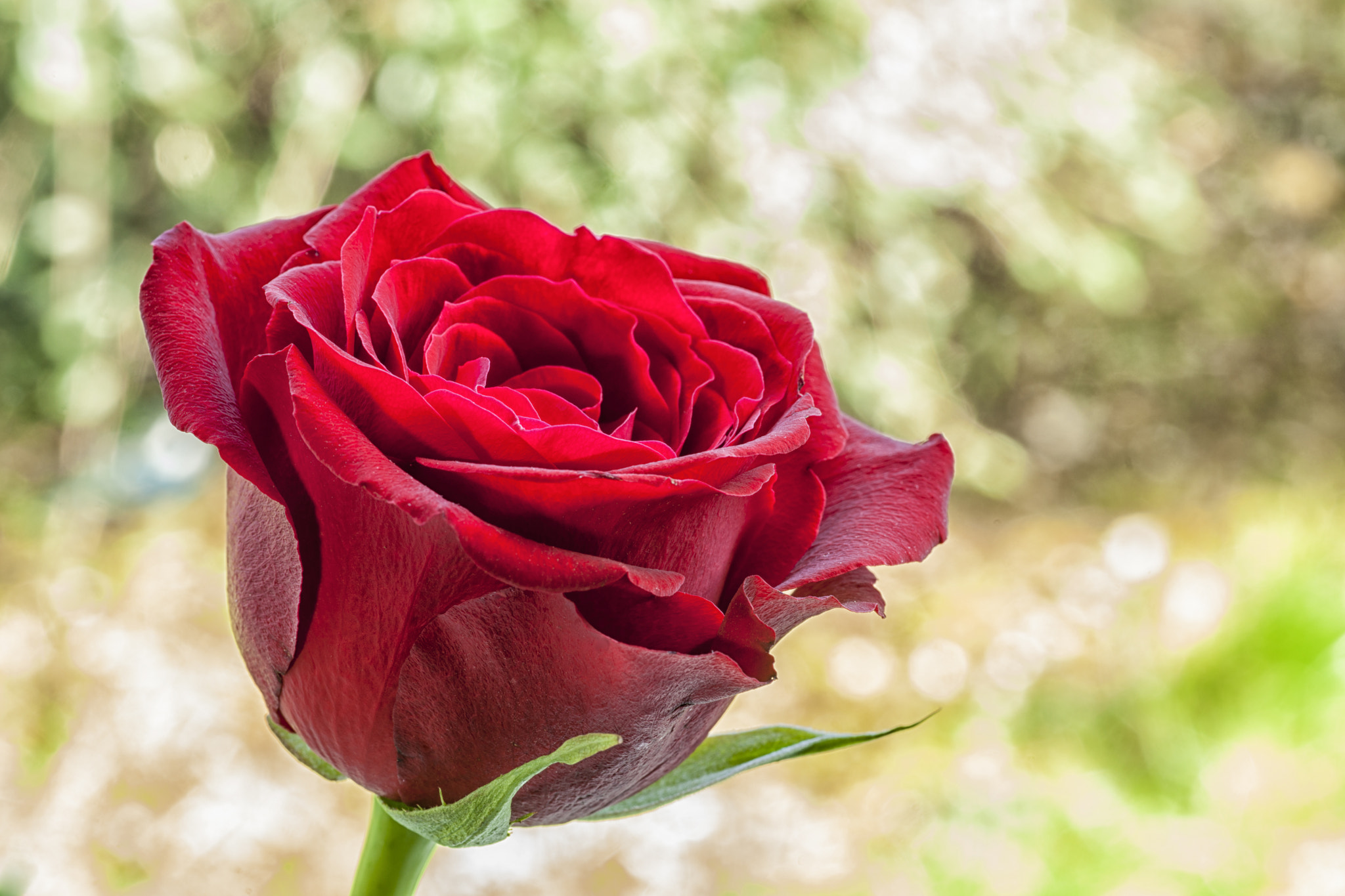 Sony Alpha DSLR-A900 + Minolta AF 100mm F2.8 Macro [New] sample photo. Red rose on a green diffuse background photography