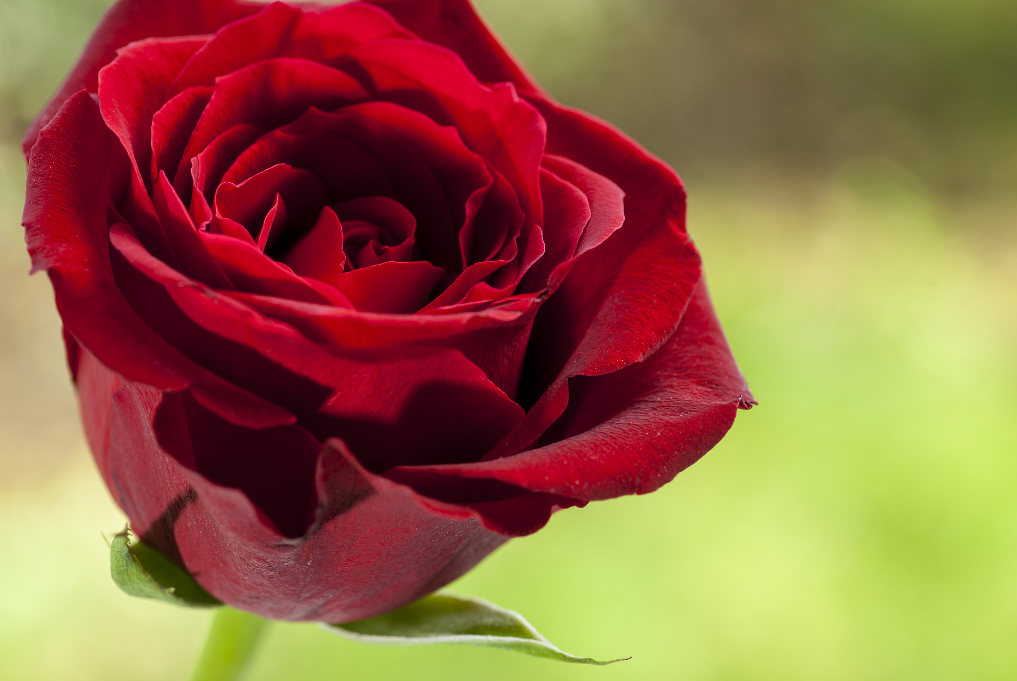 Sony Alpha DSLR-A900 + Minolta AF 100mm F2.8 Macro [New] sample photo. Red rose close-up photography