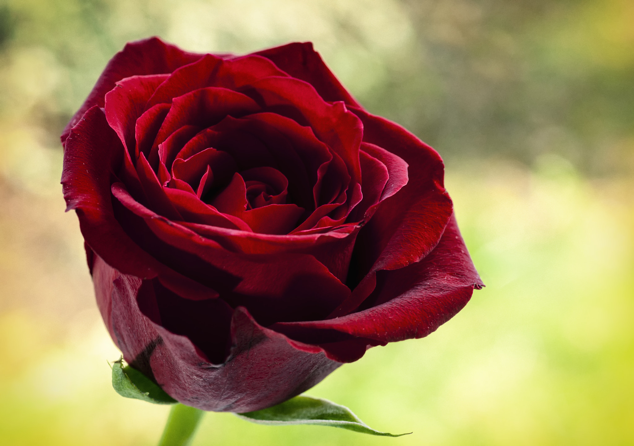 Sony Alpha DSLR-A900 + Minolta AF 100mm F2.8 Macro [New] sample photo. Red rose vintage style photography