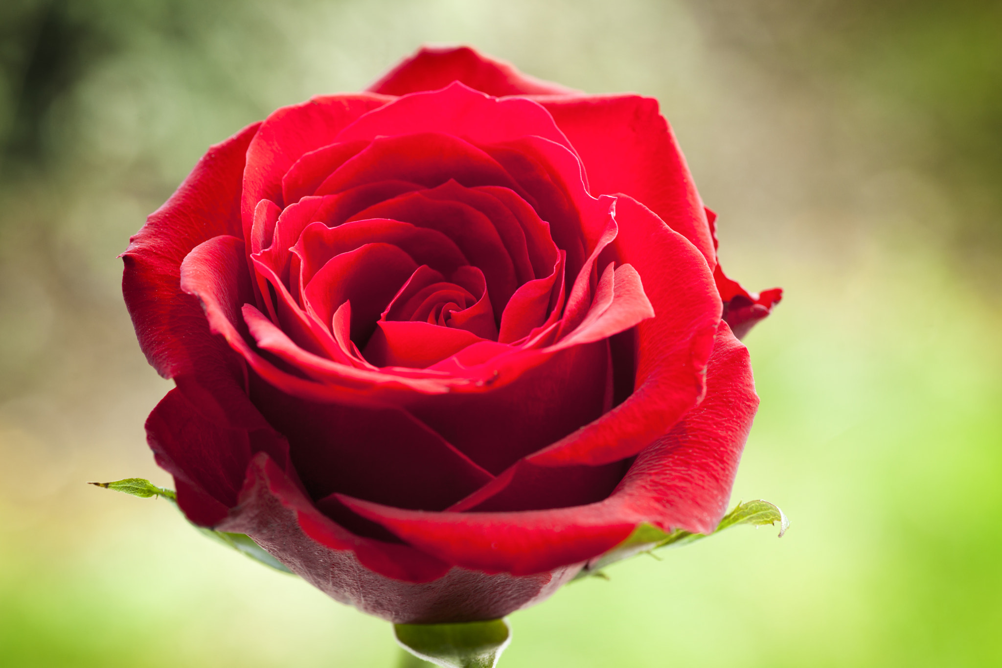 Sony Alpha DSLR-A900 + Minolta AF 100mm F2.8 Macro [New] sample photo. Red rose on a green diffuse background photography