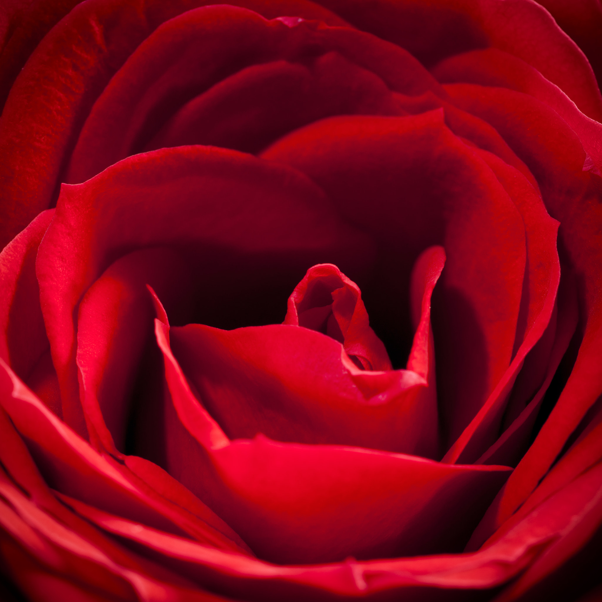 Sony Alpha DSLR-A900 + Minolta AF 100mm F2.8 Macro [New] sample photo. Red rose close-up - square photography