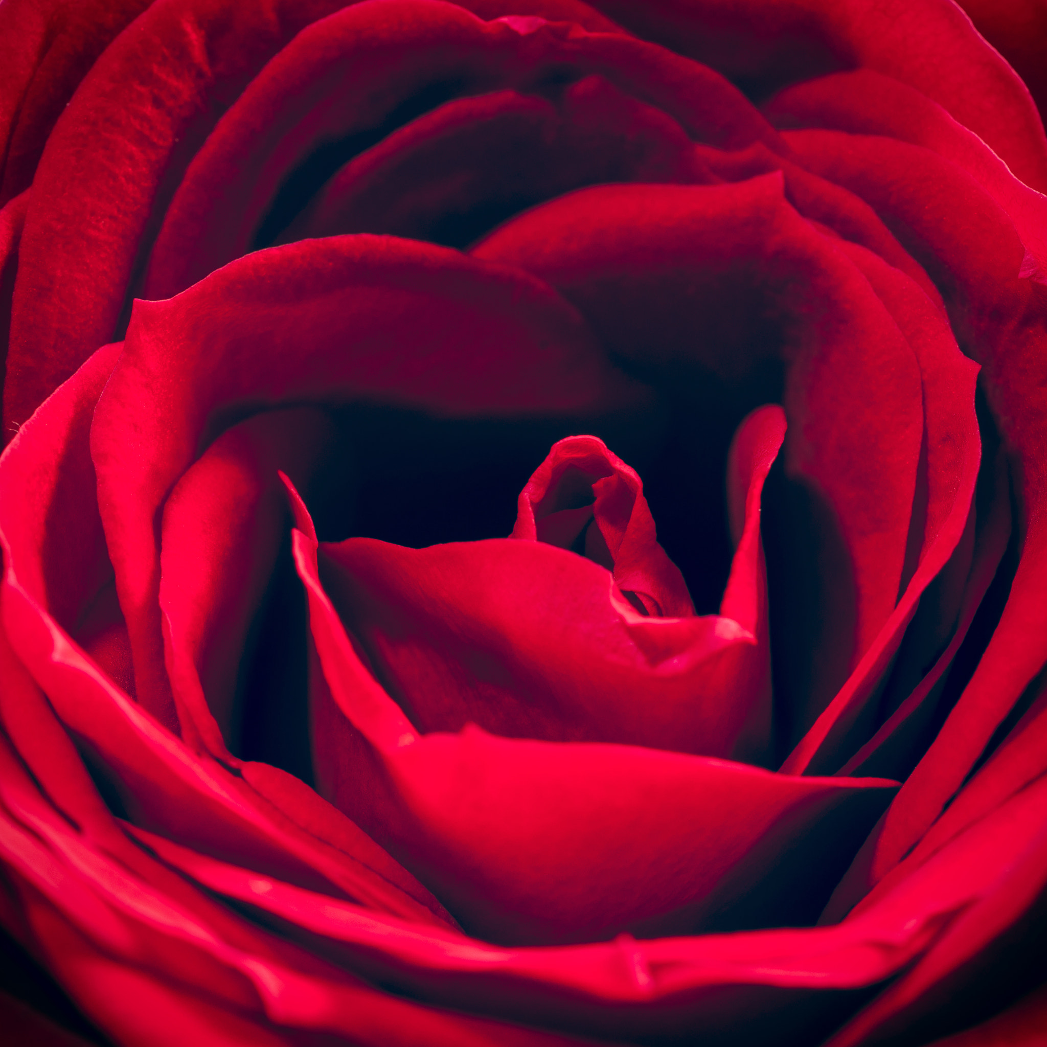 Sony Alpha DSLR-A900 + Minolta AF 100mm F2.8 Macro [New] sample photo. Red rose close-up - square photography