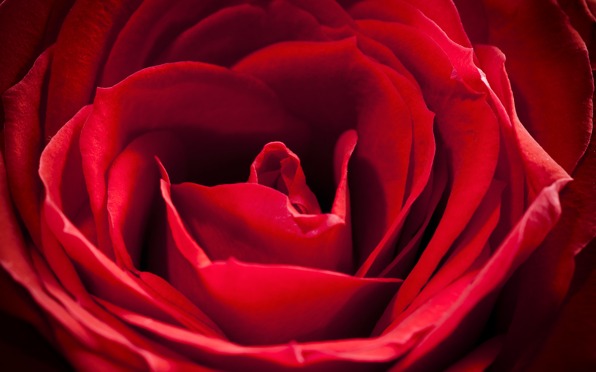 Sony Alpha DSLR-A900 + Minolta AF 100mm F2.8 Macro [New] sample photo. Red rose close-up photography
