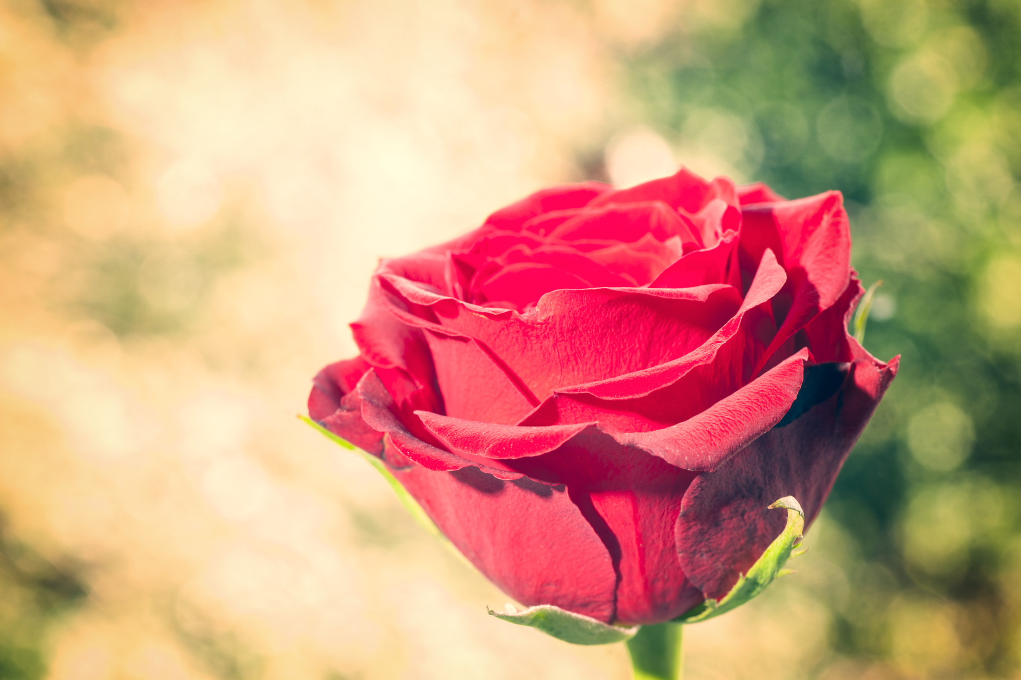 Sony Alpha DSLR-A900 + Minolta AF 100mm F2.8 Macro [New] sample photo. Vintage film effect rose. photography