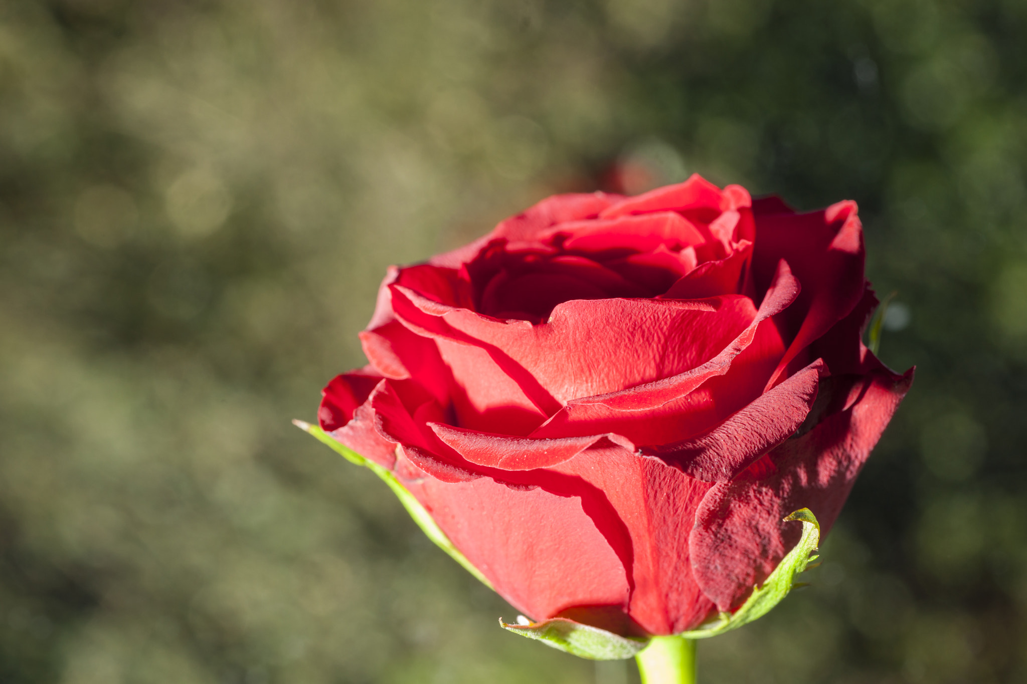 Sony Alpha DSLR-A900 + Minolta AF 100mm F2.8 Macro [New] sample photo. Red rose with contrasting green background. photography