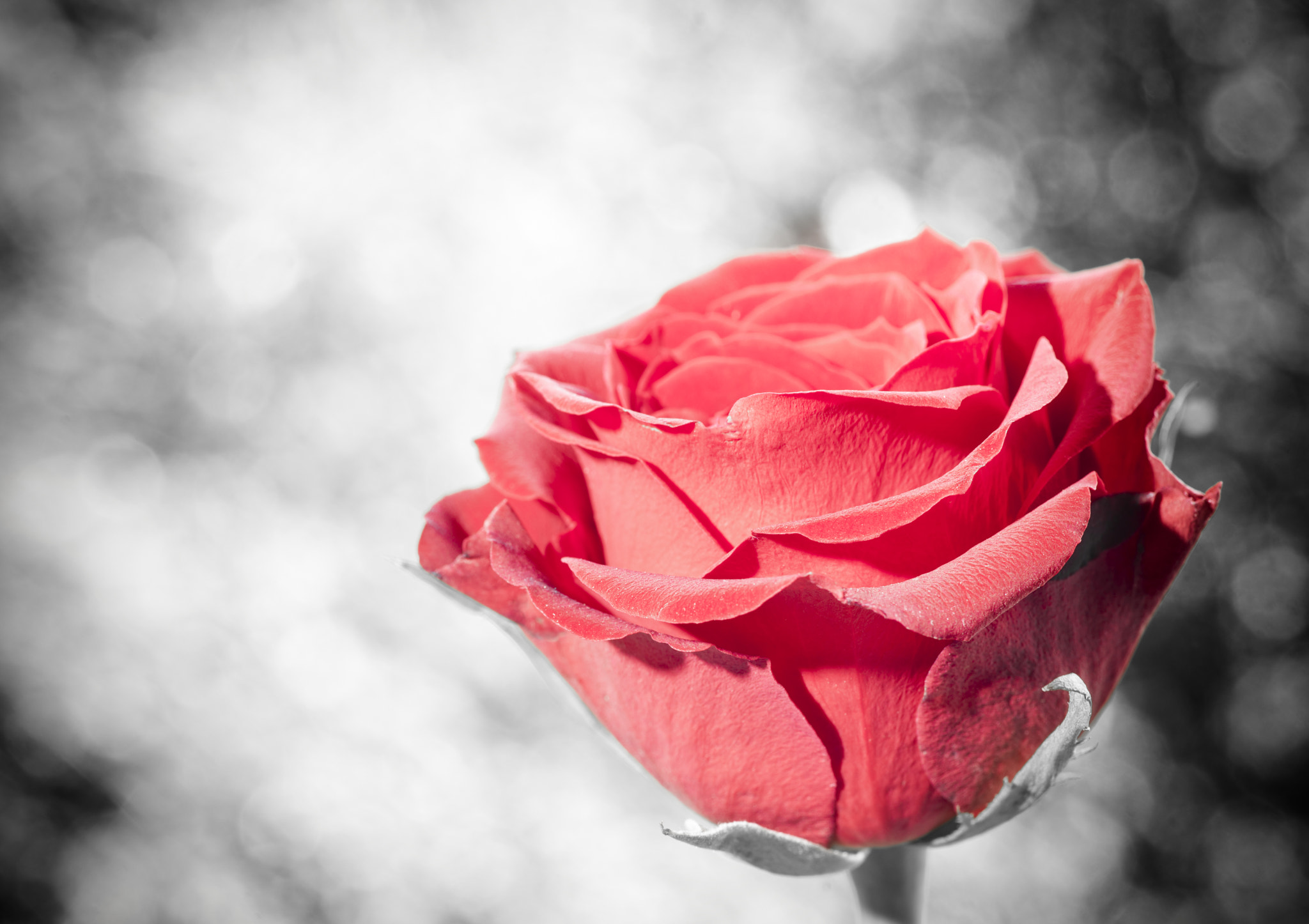 Sony Alpha DSLR-A900 + Minolta AF 100mm F2.8 Macro [New] sample photo. Red rose colour isolated. photography