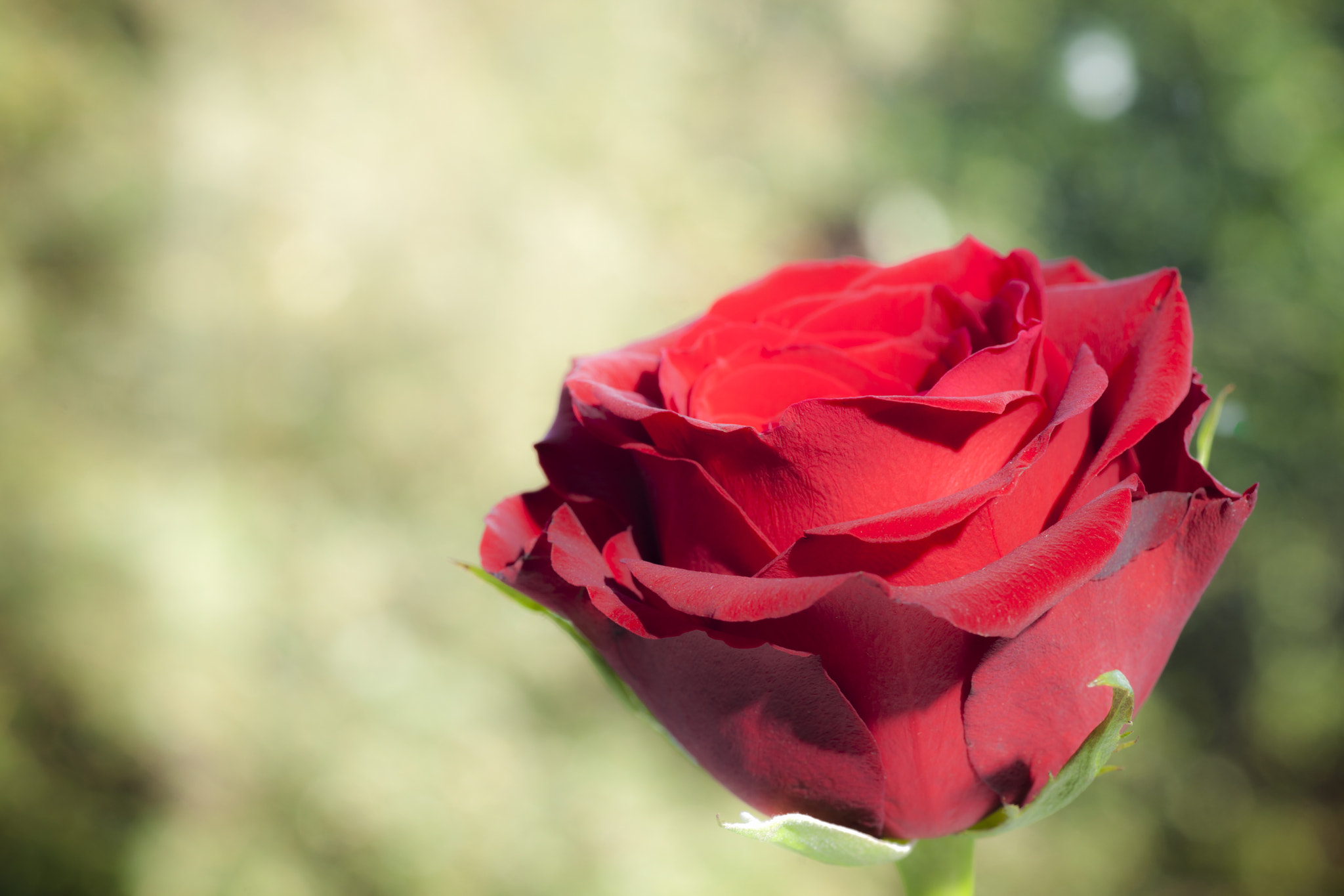 Sony Alpha DSLR-A900 + Minolta AF 100mm F2.8 Macro [New] sample photo. Glowing red rose photography