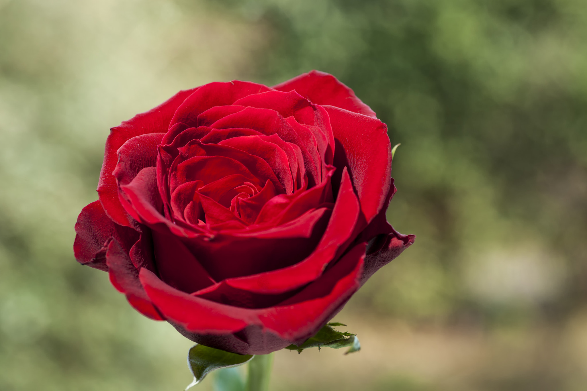 Sony Alpha DSLR-A900 + Minolta AF 100mm F2.8 Macro [New] sample photo. Red rose on a green diffuse background photography