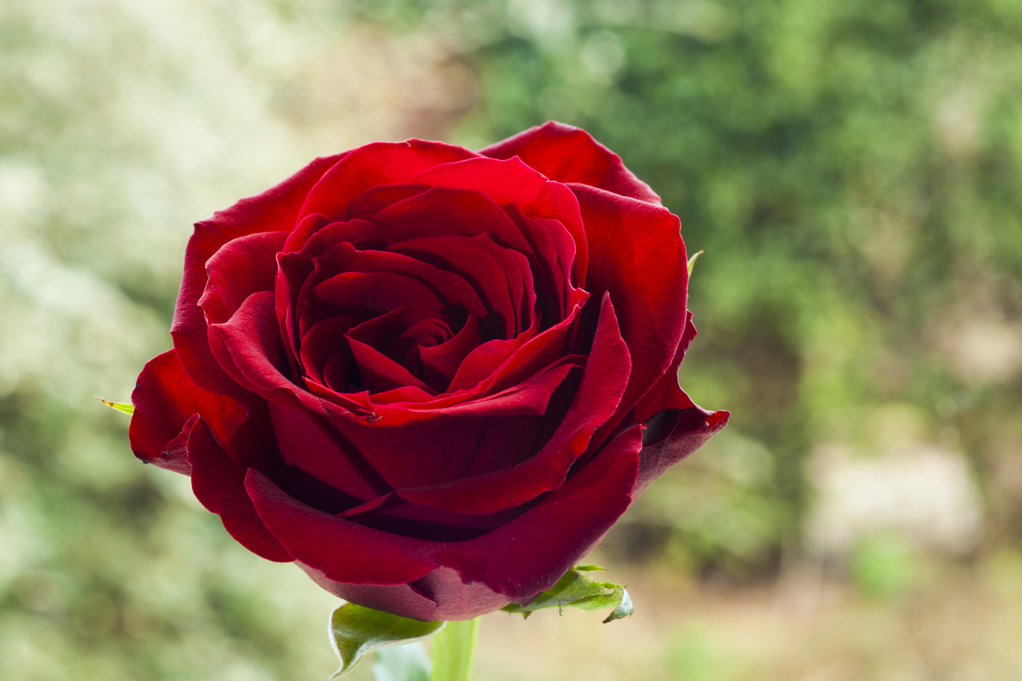 Sony Alpha DSLR-A900 + Minolta AF 100mm F2.8 Macro [New] sample photo. Red rose on a green diffuse background photography