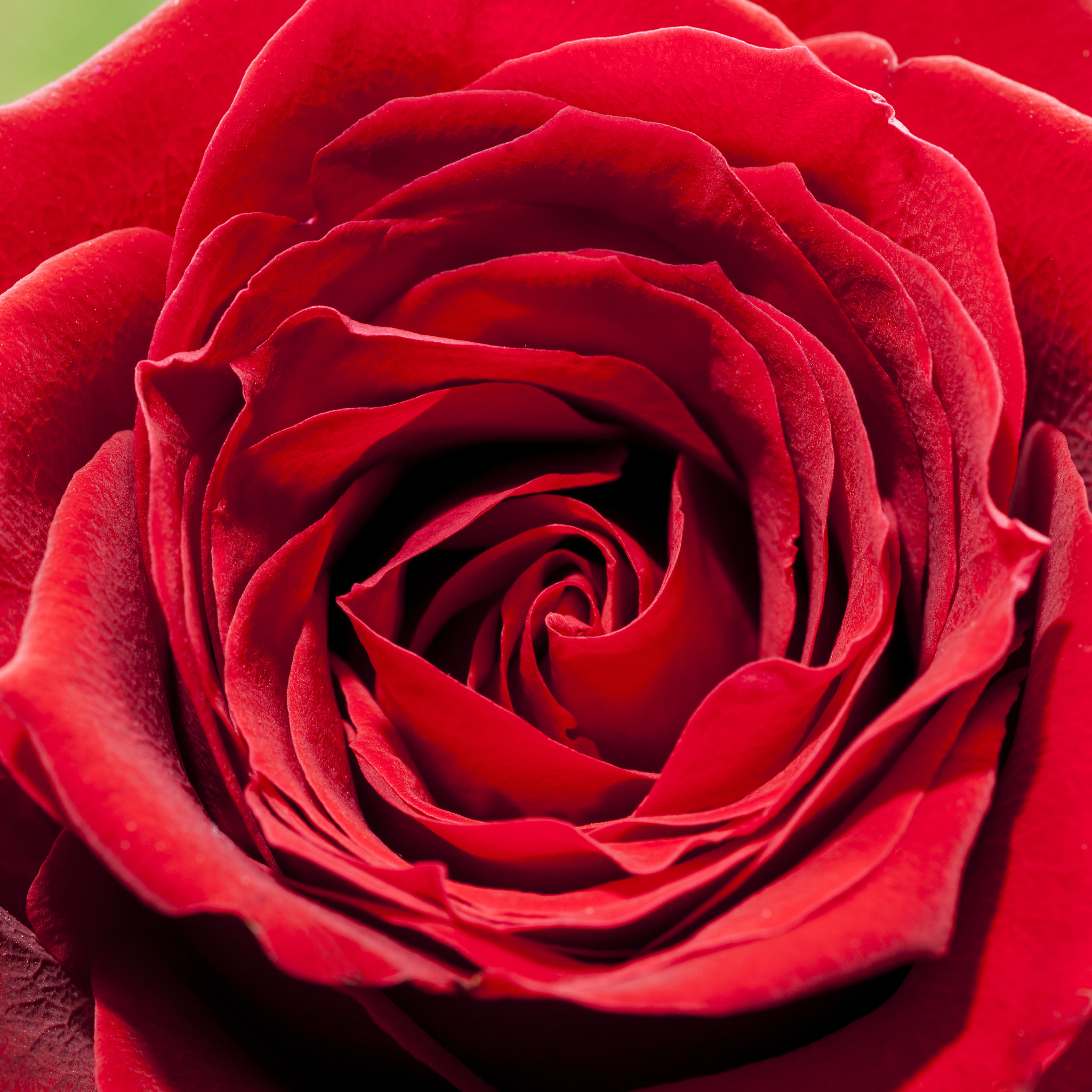 Sony Alpha DSLR-A900 + Minolta AF 100mm F2.8 Macro [New] sample photo. Red rose close-up - square photography