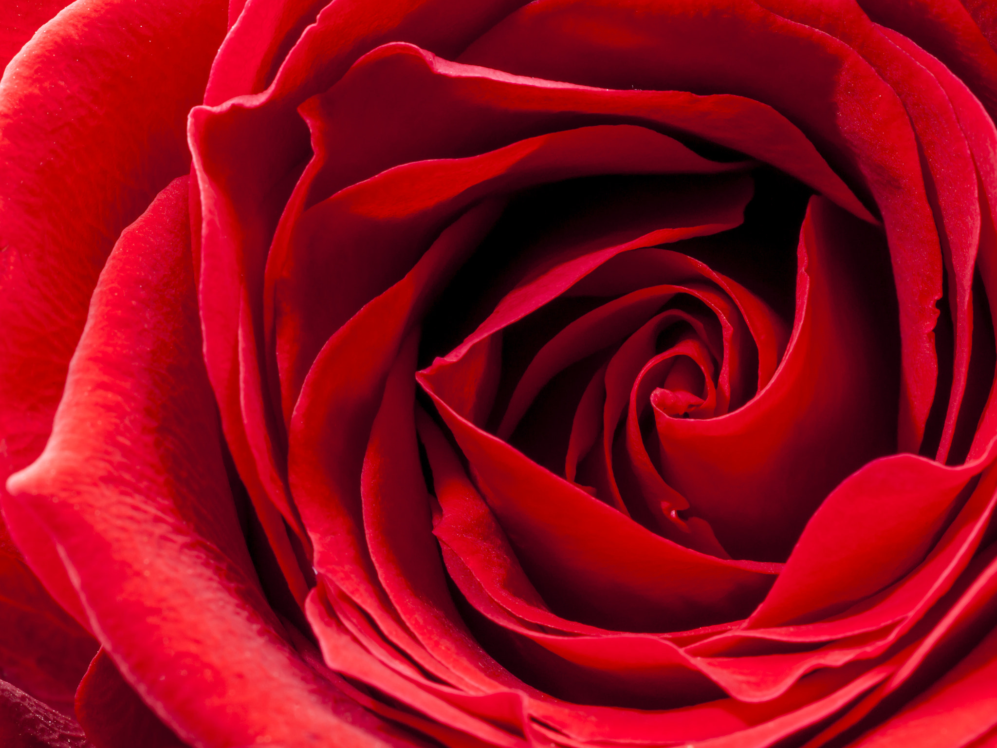 Sony Alpha DSLR-A900 + Minolta AF 100mm F2.8 Macro [New] sample photo. Red rose close-up photography