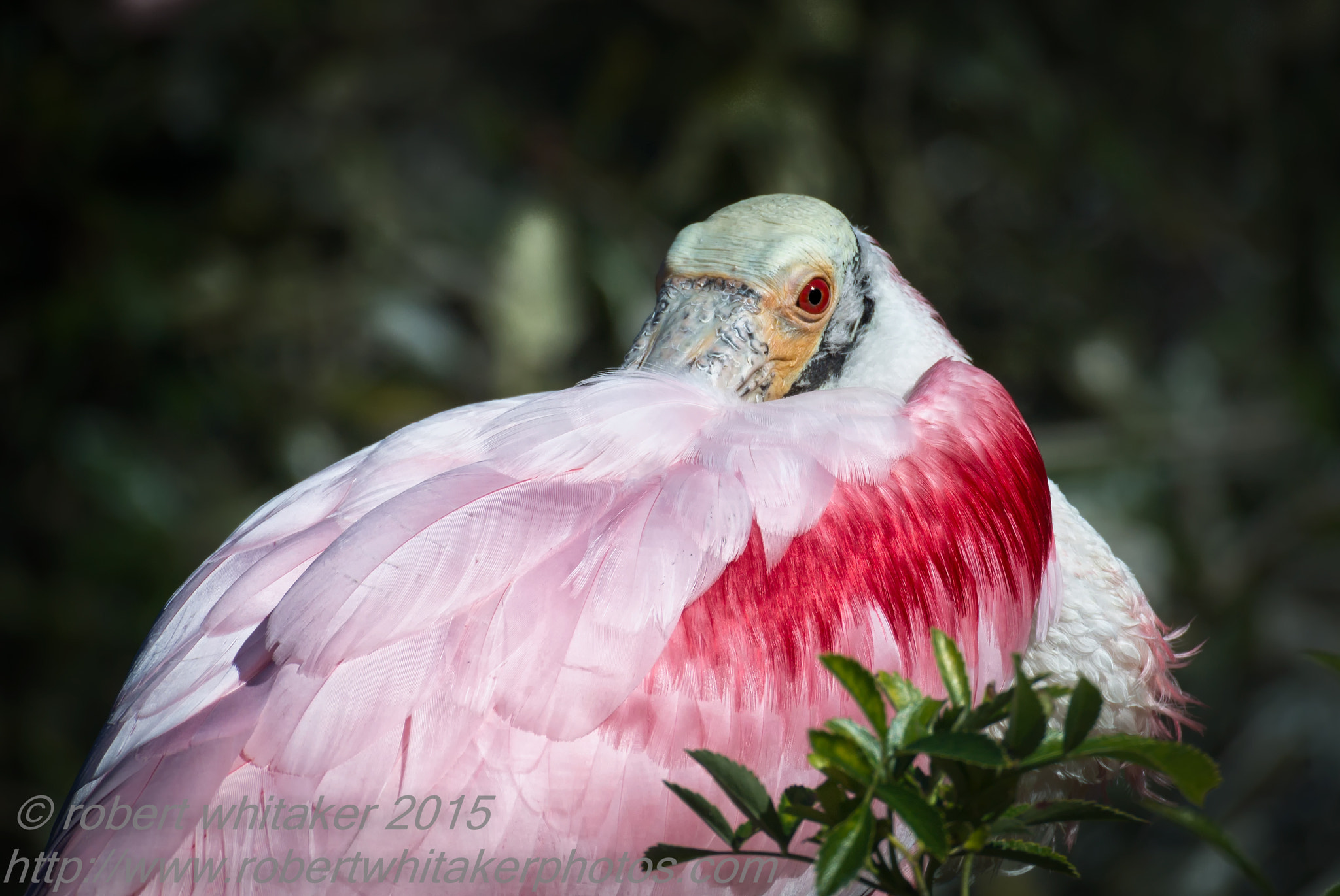 Nikon 1 Nikkor VR 70-300mm F4.5-5.6 sample photo. Roseate spoonbill photography
