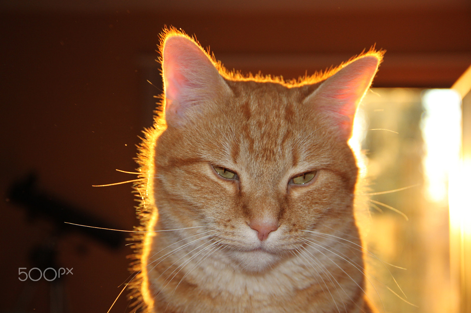 Canon EOS 500D (EOS Rebel T1i / EOS Kiss X3) sample photo. Ders is not happy photography