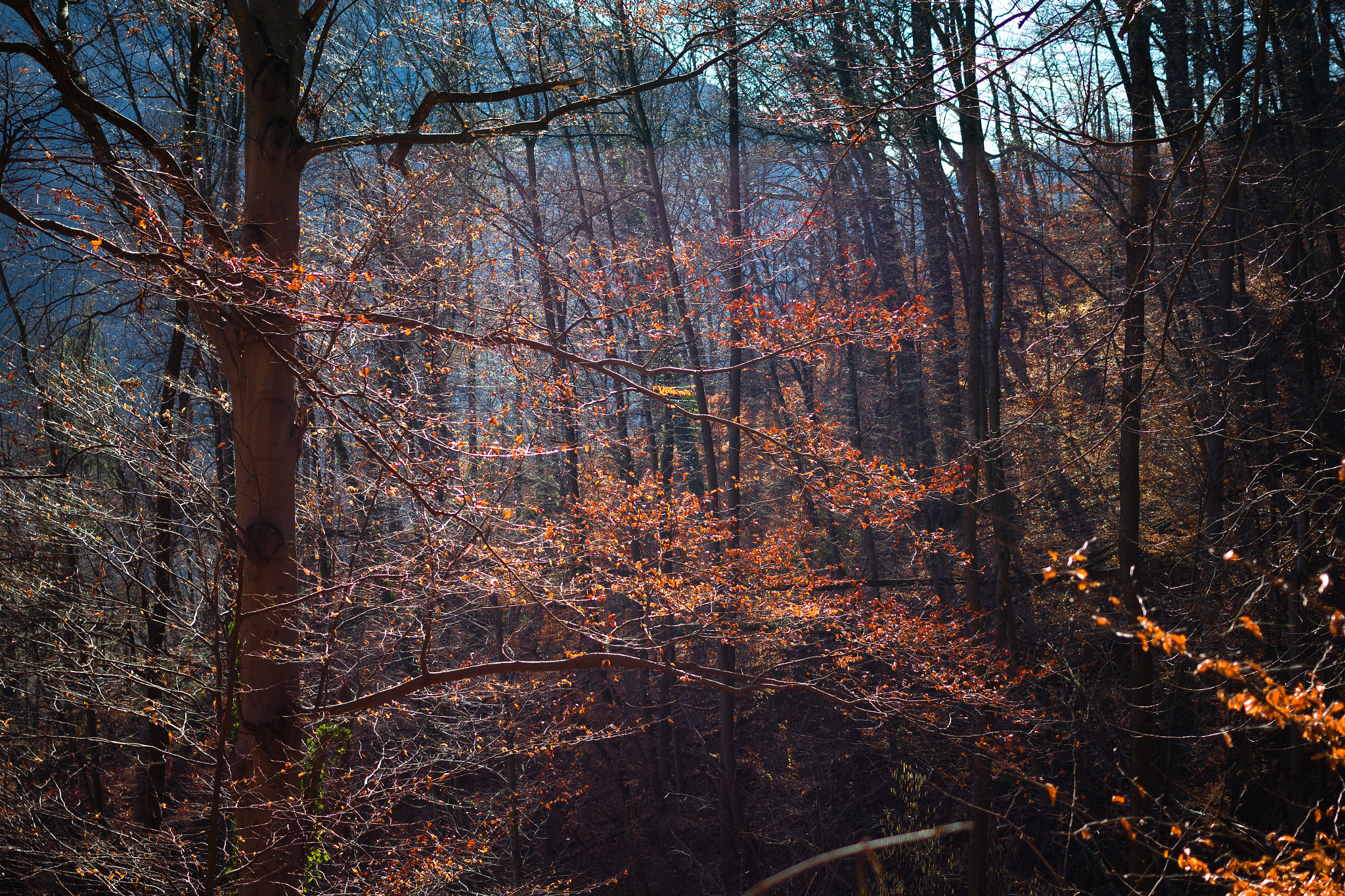 Canon EOS M + Canon EF 40mm F2.8 STM sample photo. The glowing tree photography