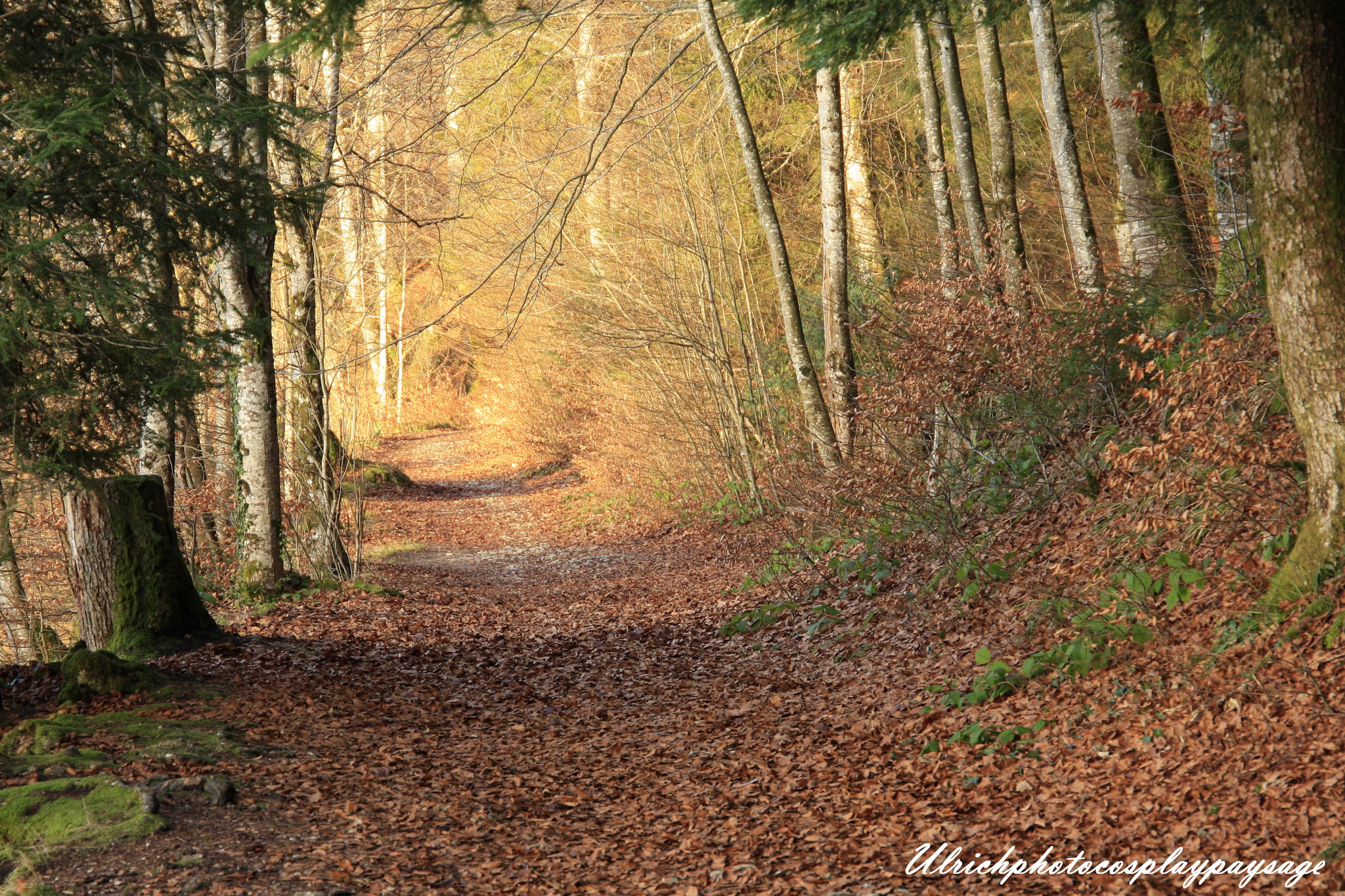 Canon EF 24-105mm F3.5-5.6 IS STM sample photo. Chemin forestier photography