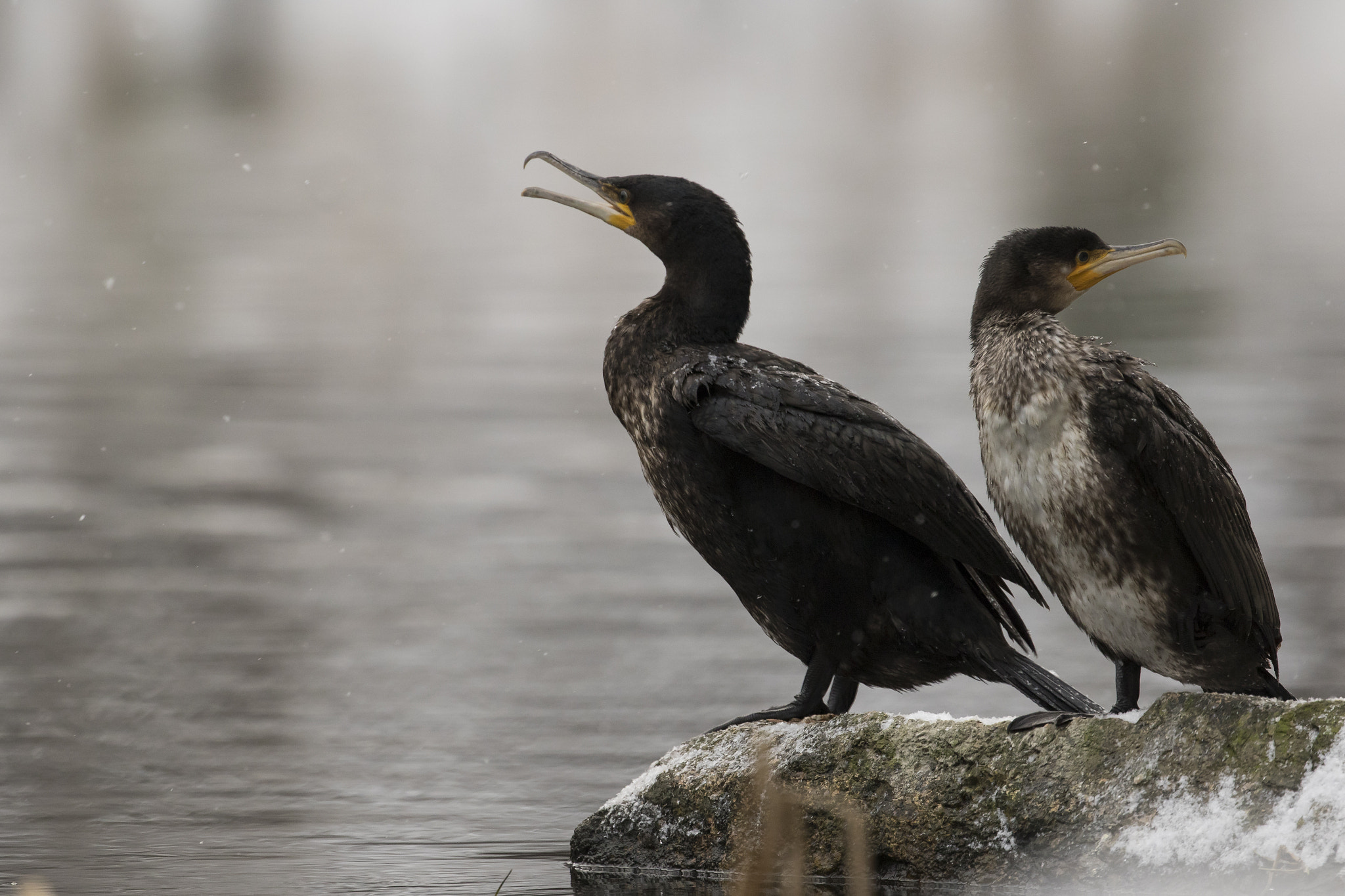 Canon EF 300mm F2.8L IS II USM sample photo. Cormorants photography
