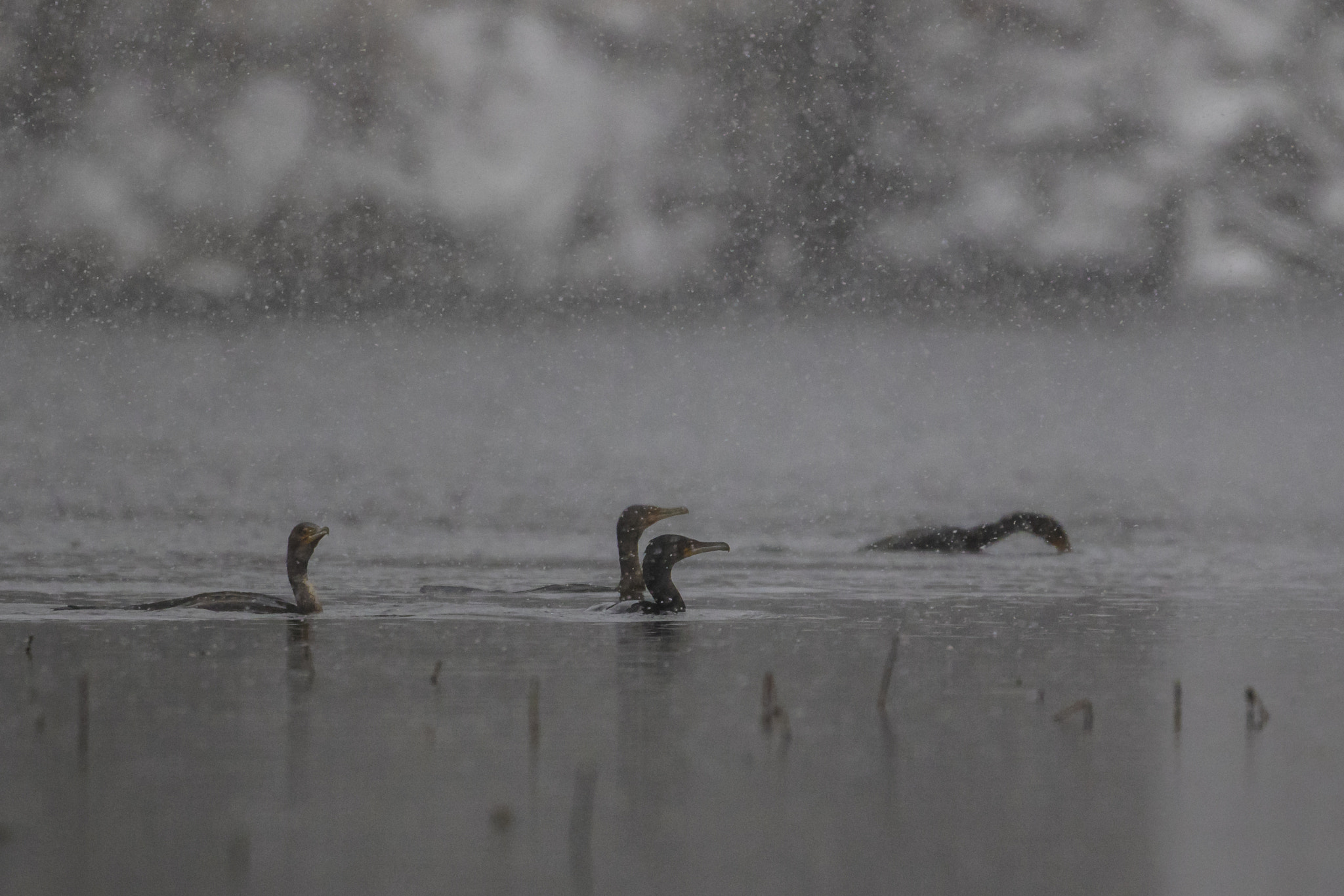 Canon EF 300mm F2.8L IS II USM sample photo. Cormorants photography