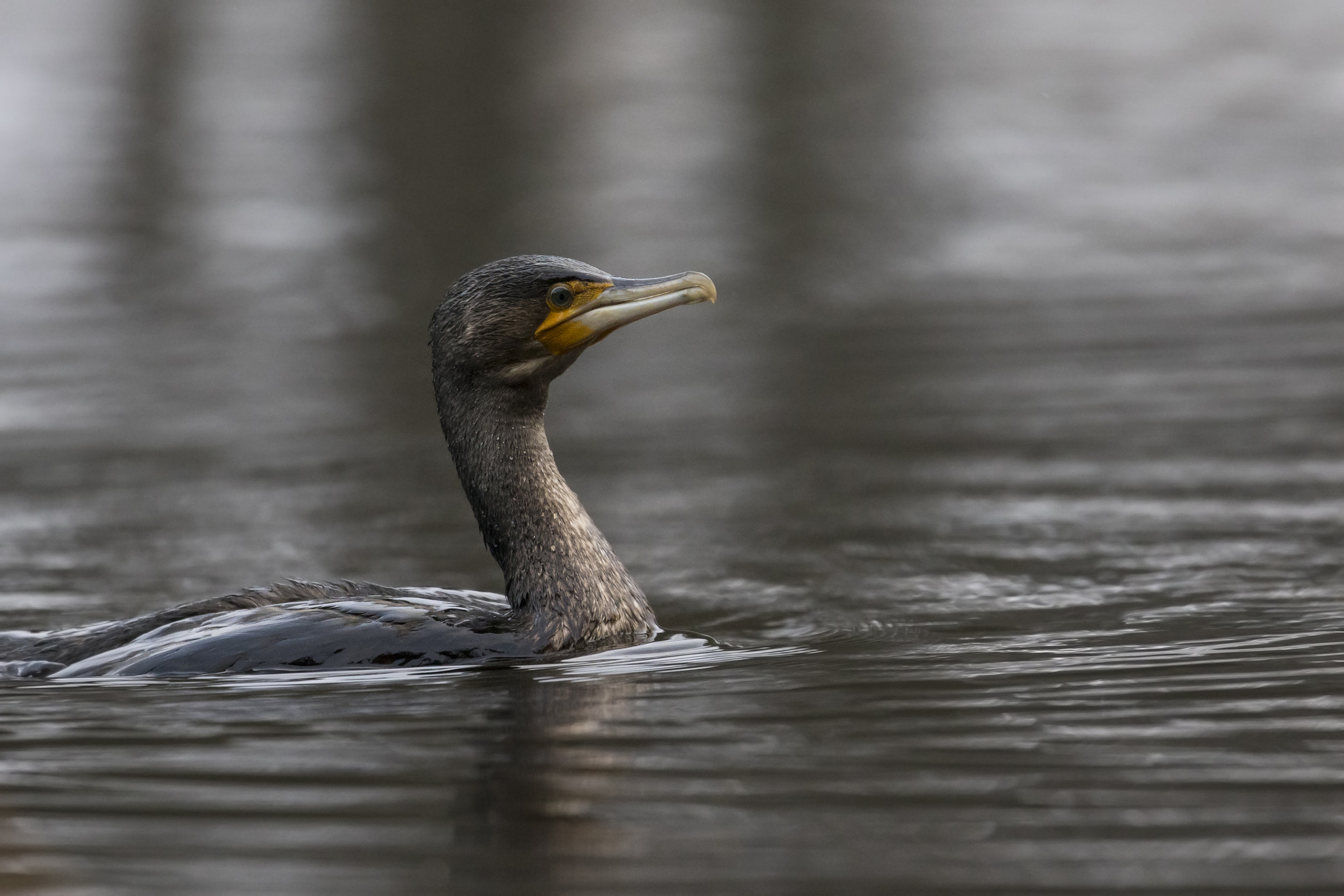 Canon EF 300mm F2.8L IS II USM sample photo. Cormorant photography