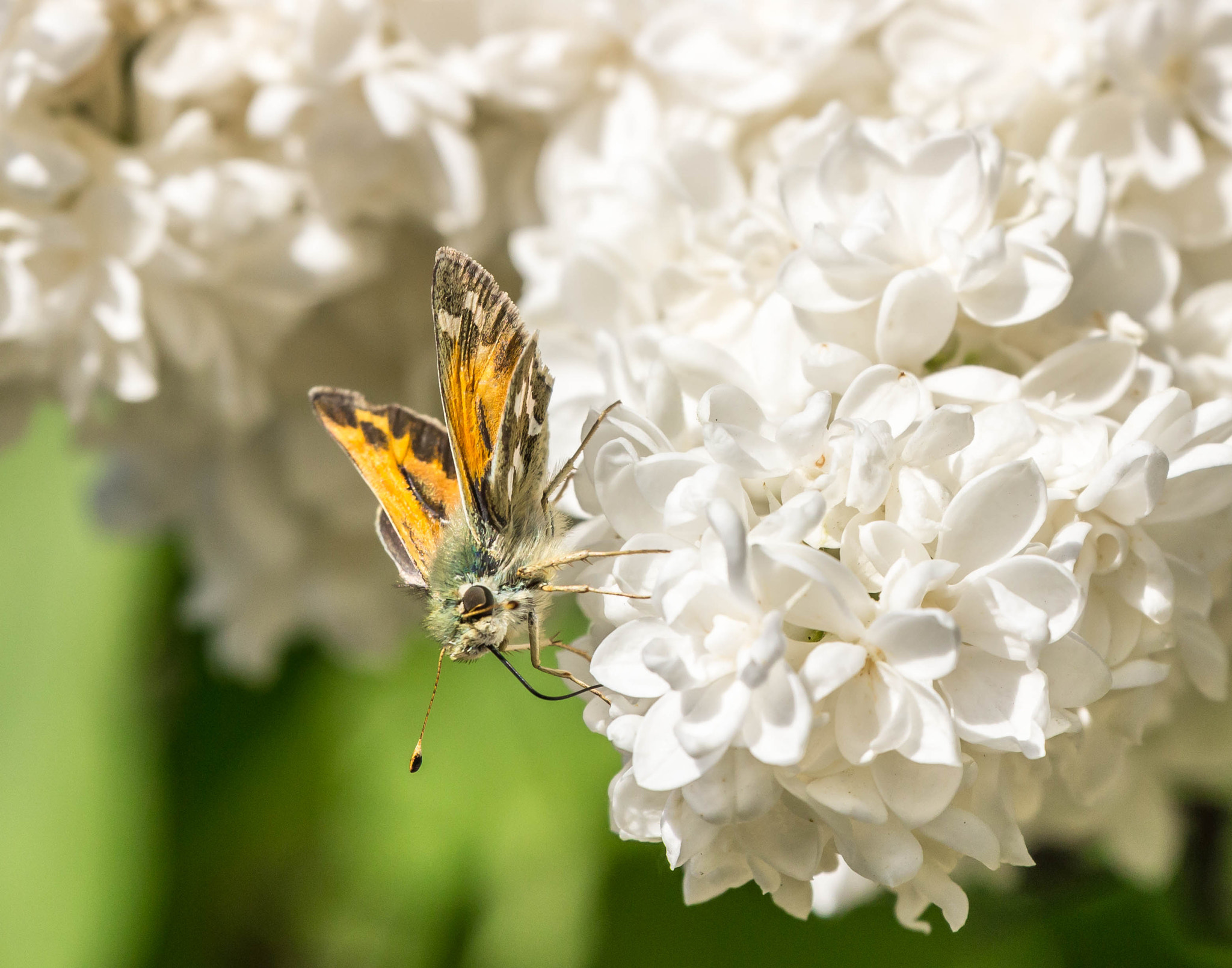 Canon EF 70-300mm F4-5.6L IS USM sample photo. Skipper butterfly on lilac photography