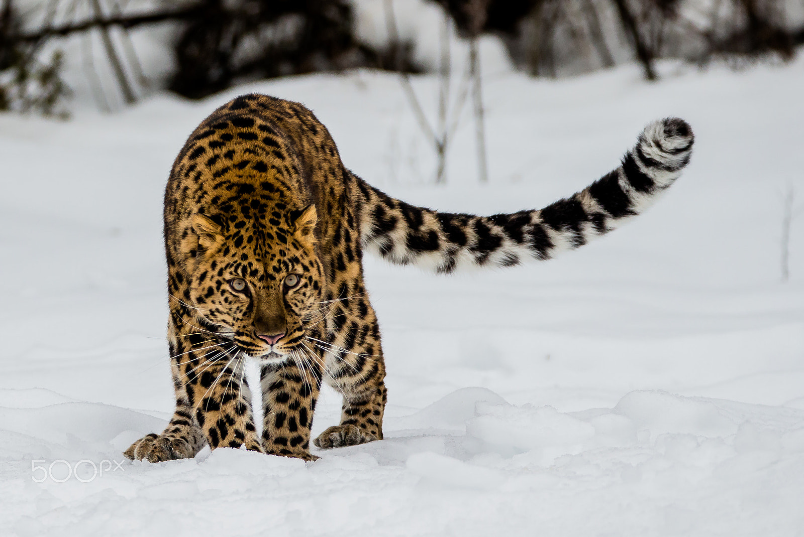 Tamron SP 150-600mm F5-6.3 Di VC USD sample photo. Amur leopard photography