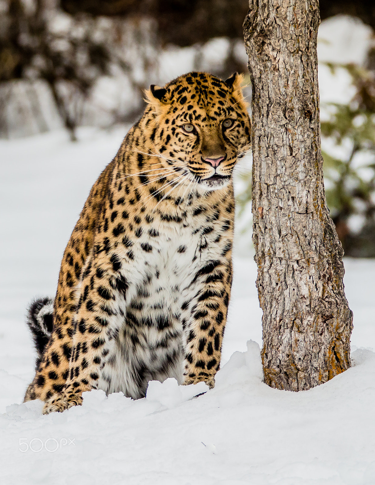 Tamron SP 150-600mm F5-6.3 Di VC USD sample photo. Amur leopard photography