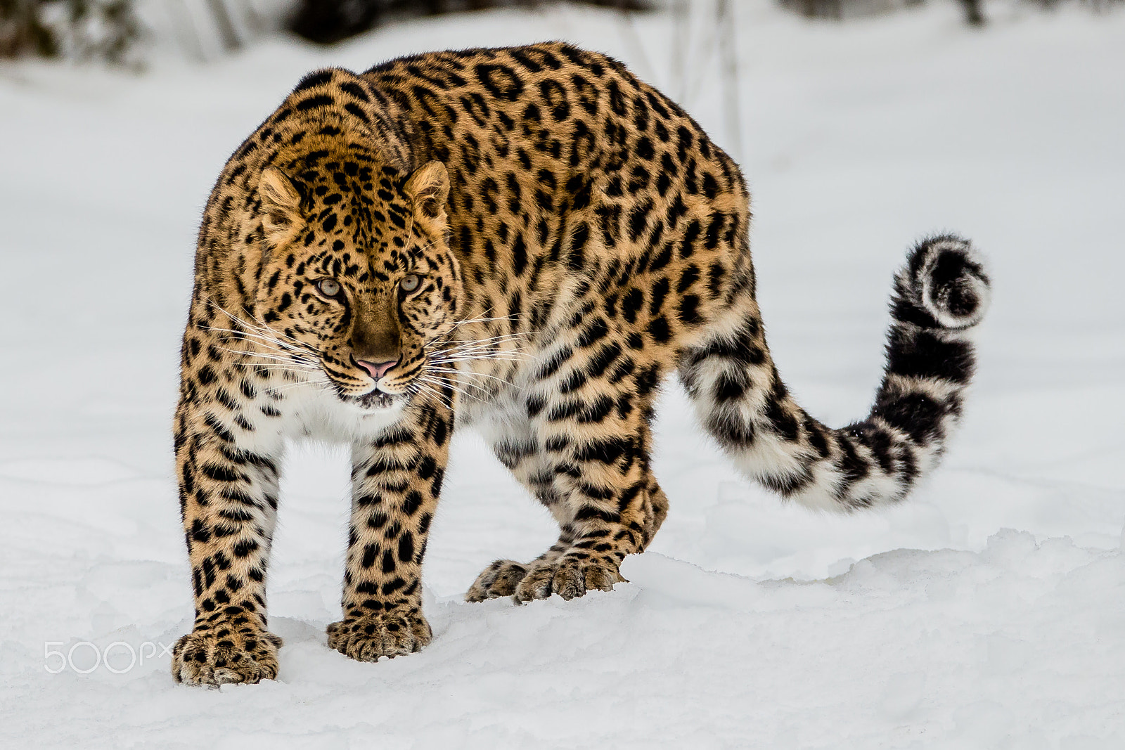 Tamron SP 150-600mm F5-6.3 Di VC USD sample photo. Amur leopard photography