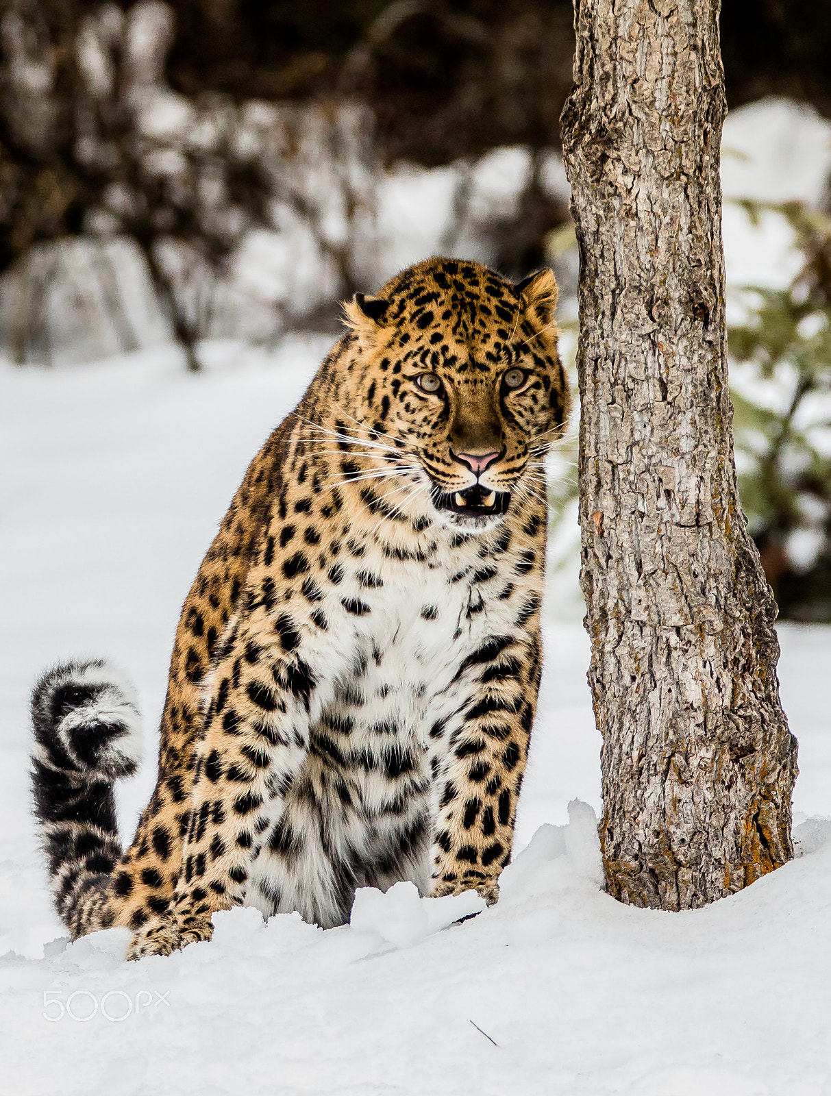 Tamron SP 150-600mm F5-6.3 Di VC USD sample photo. Amur leopard photography