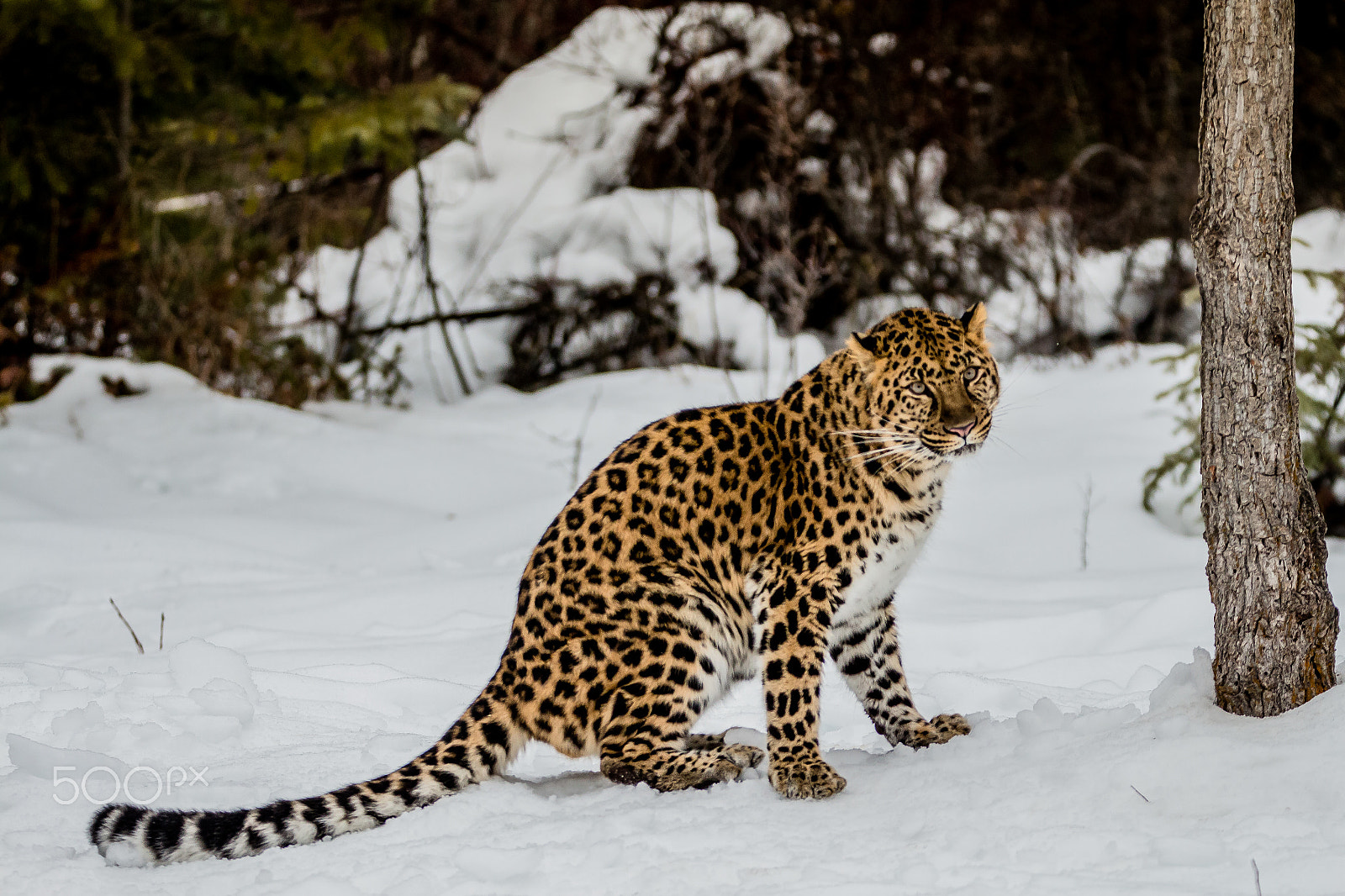 Tamron SP 150-600mm F5-6.3 Di VC USD sample photo. Amur leopard photography