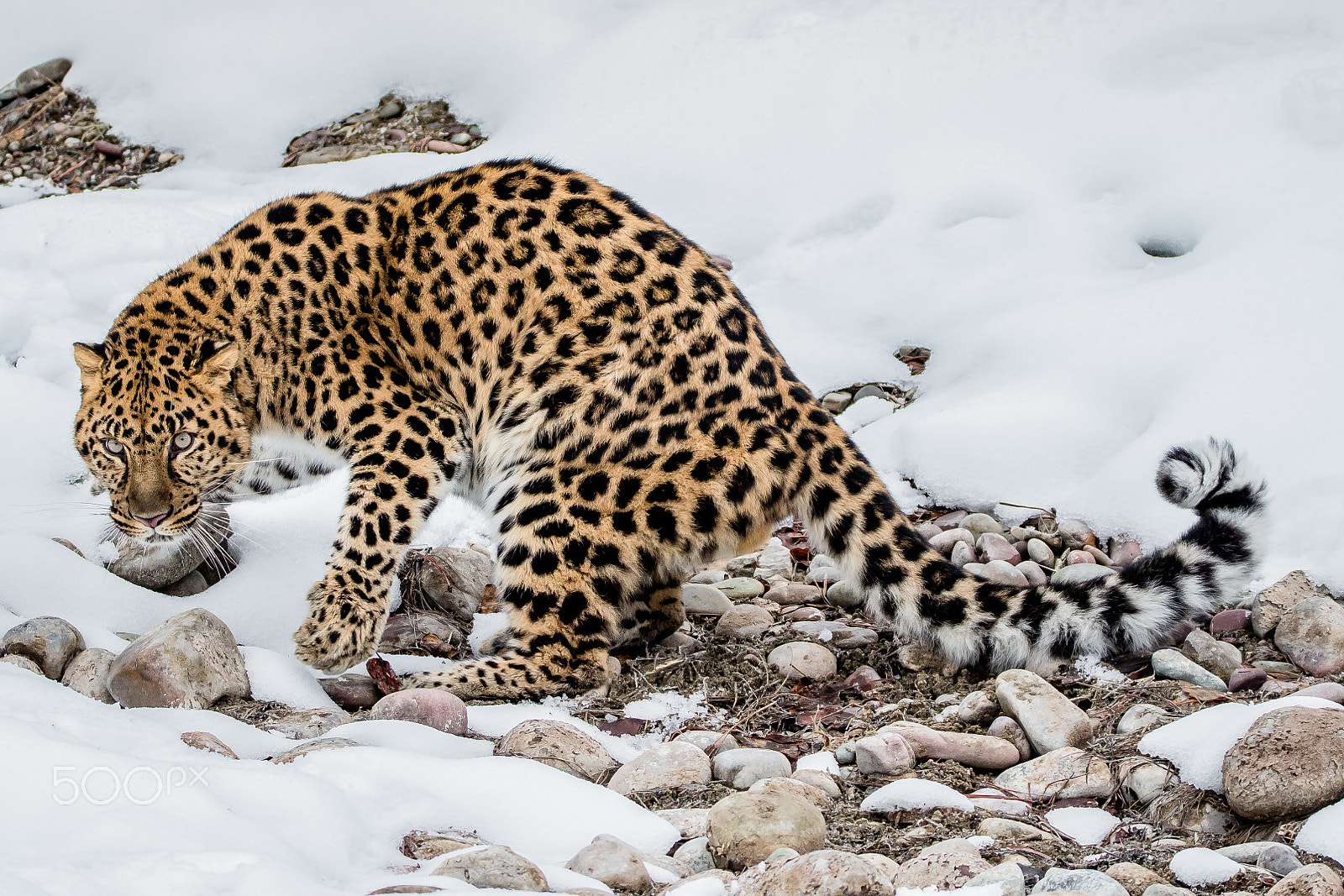 Tamron SP 150-600mm F5-6.3 Di VC USD sample photo. Amur leopard photography
