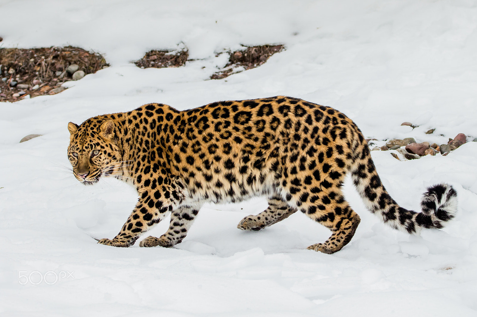 Tamron SP 150-600mm F5-6.3 Di VC USD sample photo. Amur leopard photography