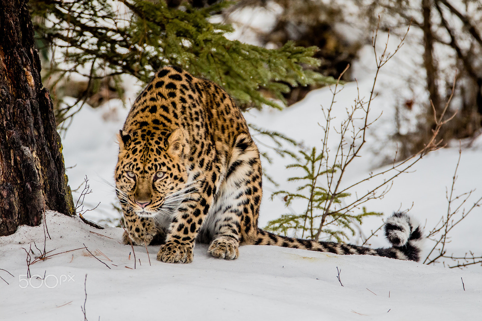 Tamron SP 150-600mm F5-6.3 Di VC USD sample photo. Amur leopard photography