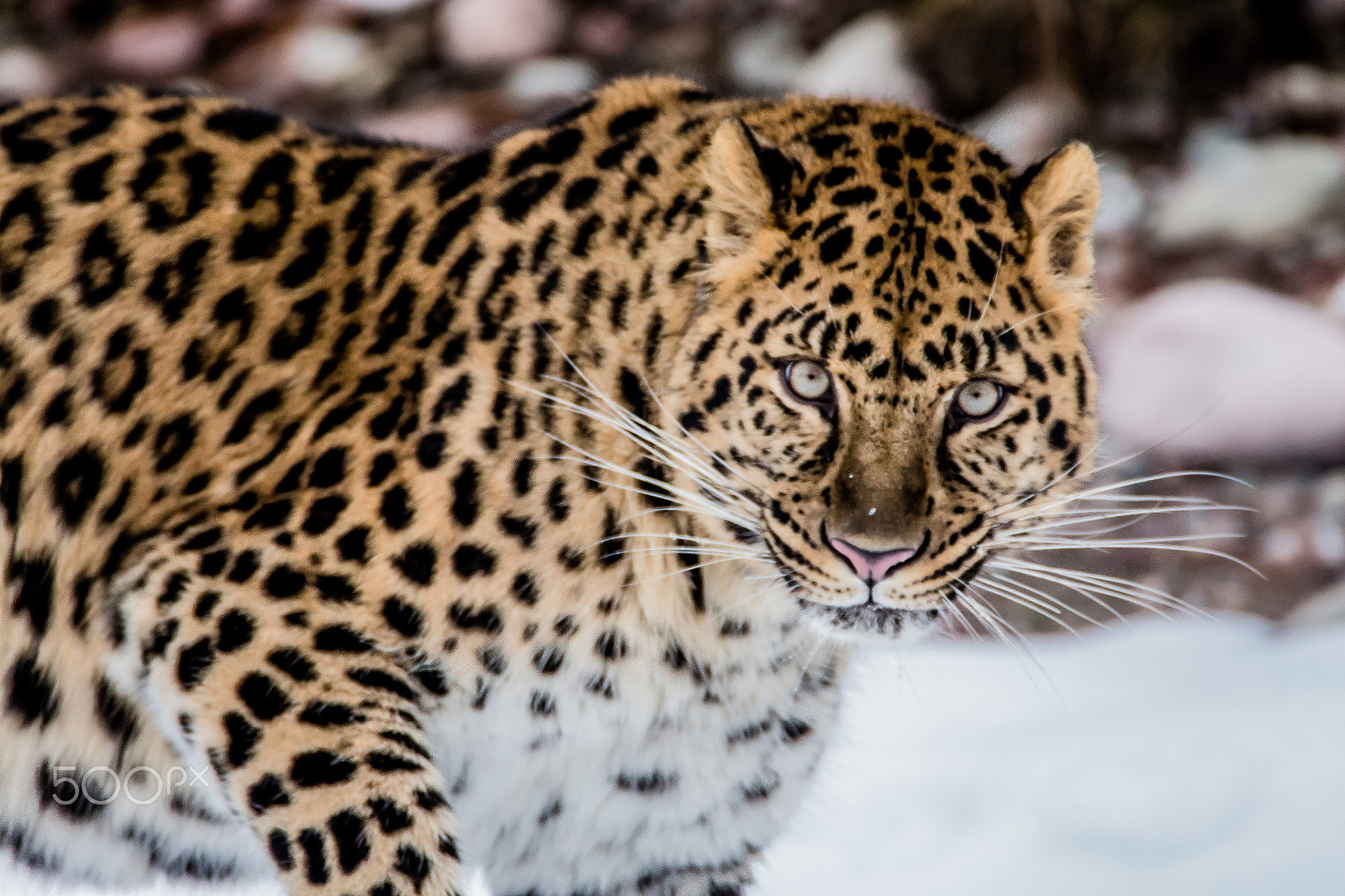Tamron SP 150-600mm F5-6.3 Di VC USD sample photo. Amur leopard photography