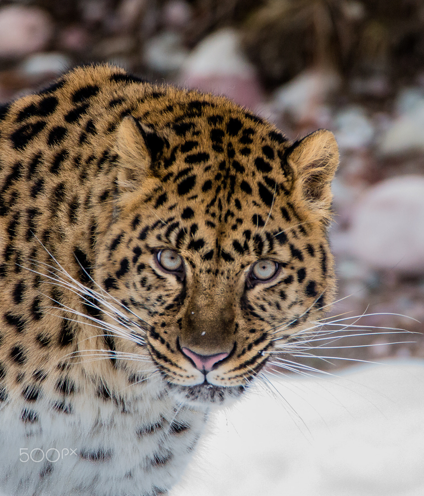 Tamron SP 150-600mm F5-6.3 Di VC USD sample photo. Amur leopard photography
