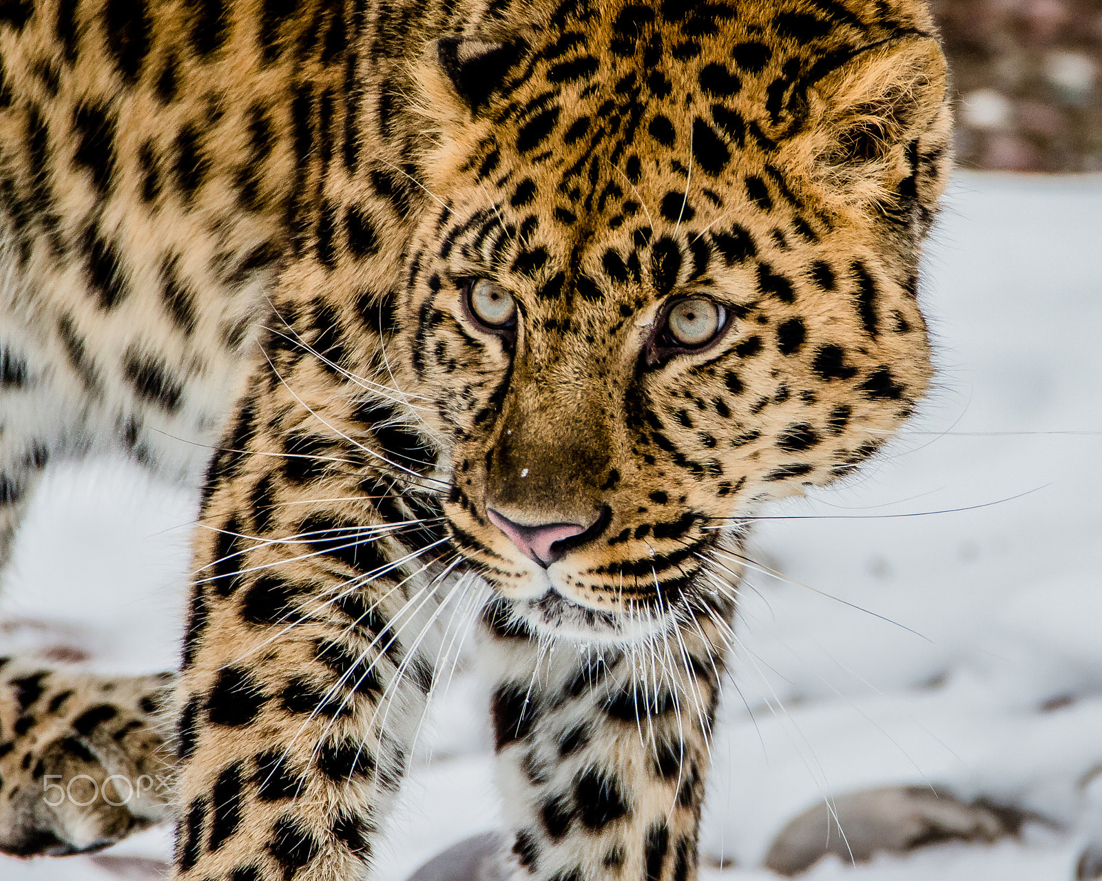 Tamron SP 150-600mm F5-6.3 Di VC USD sample photo. Amur leopard photography