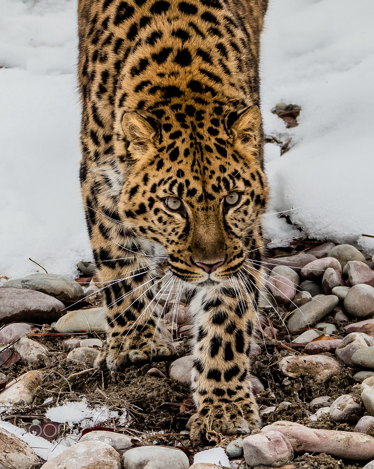 Tamron SP 150-600mm F5-6.3 Di VC USD sample photo. Amur leopard photography