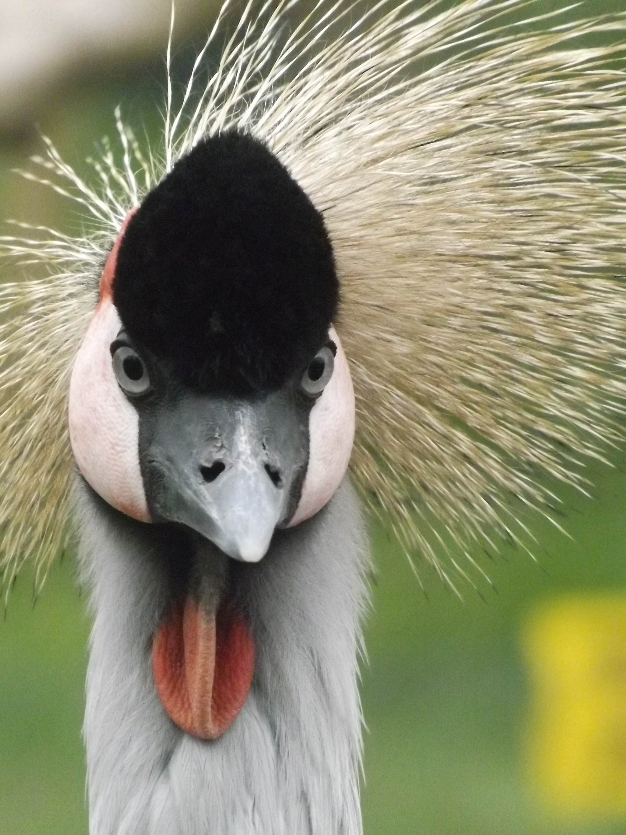 Fujifilm FinePix SL280 sample photo. Crowned crane photography