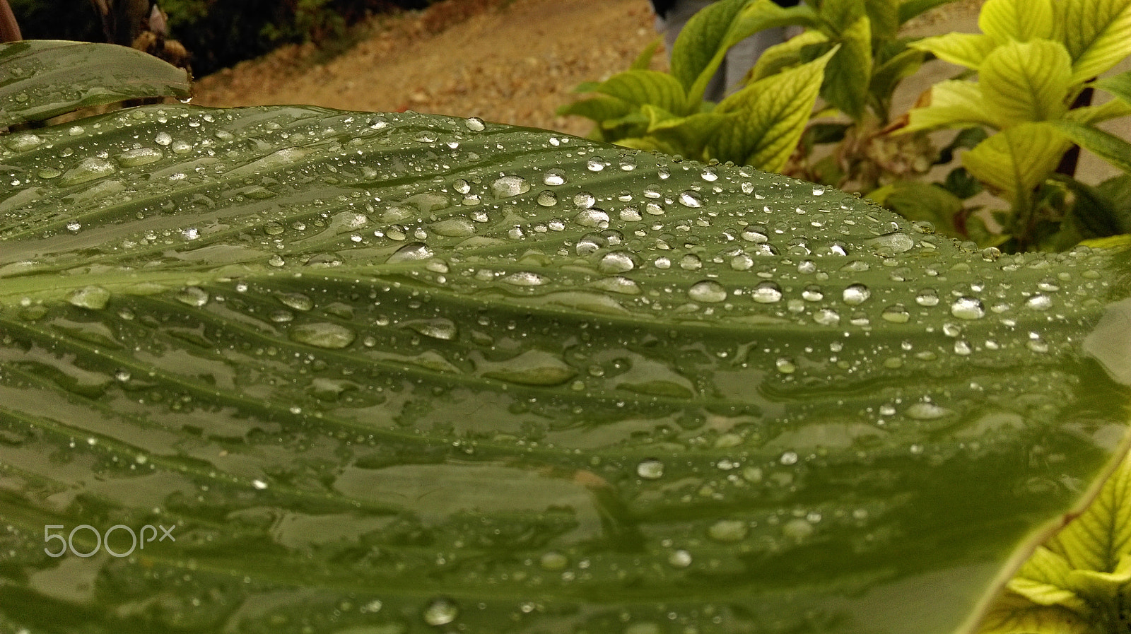 HTC DESIRE 820 sample photo. Leaf and water photography