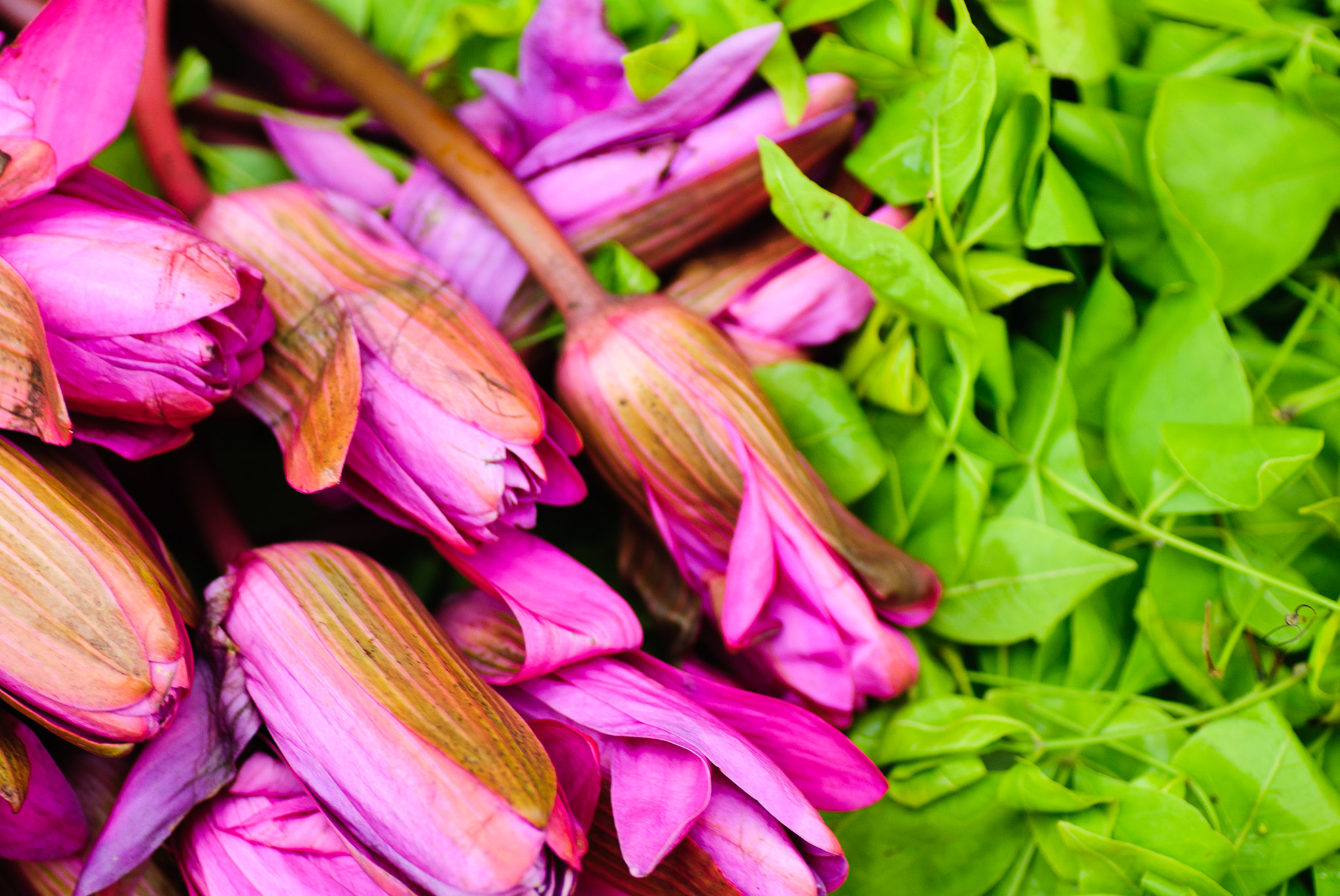 Nikon D60 sample photo. Flowers in dadar flower market, mumbai, india photography