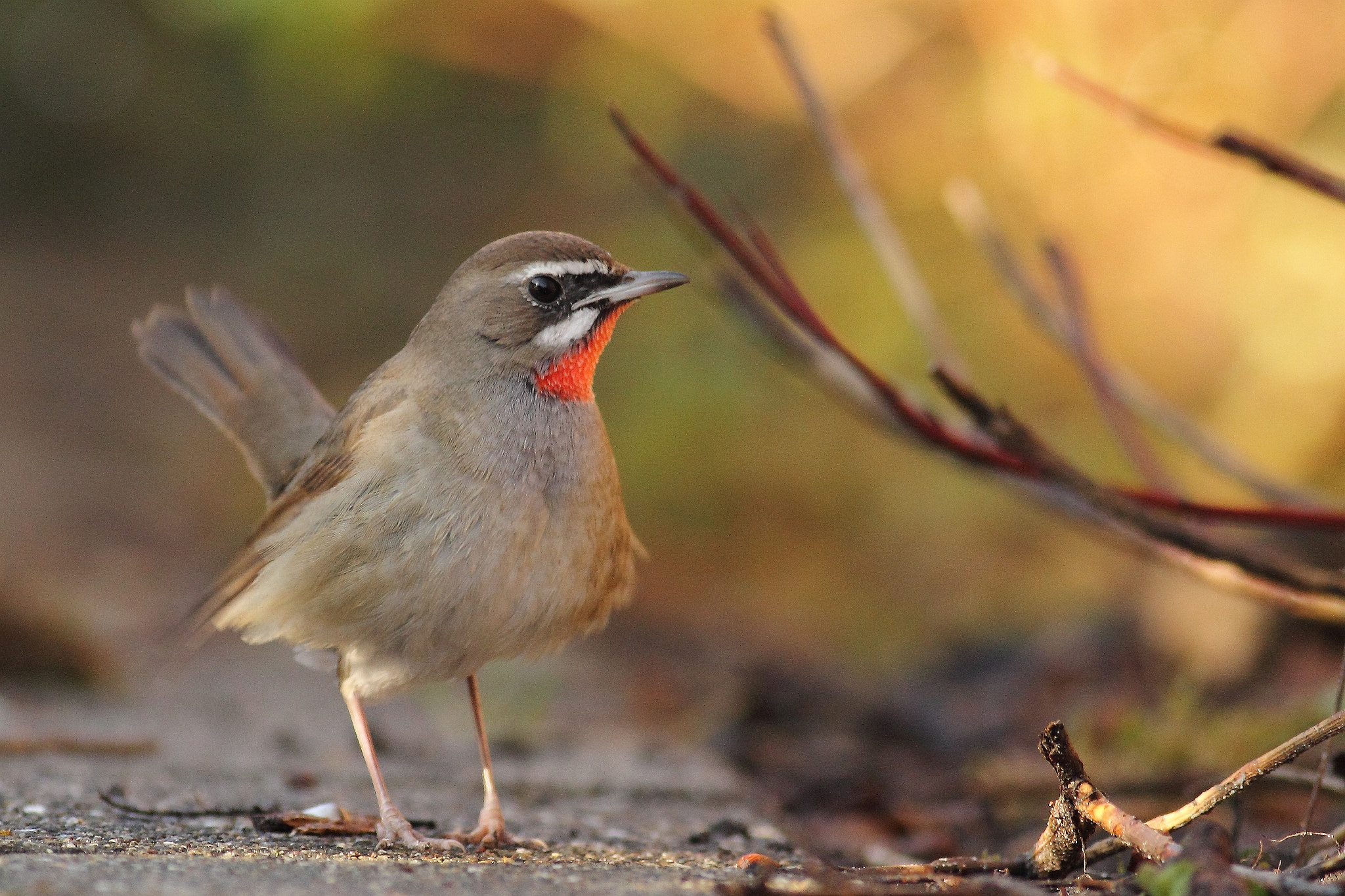 Canon EOS 60D + Canon EF 400mm F5.6L USM sample photo. Siberian rubythroat photography