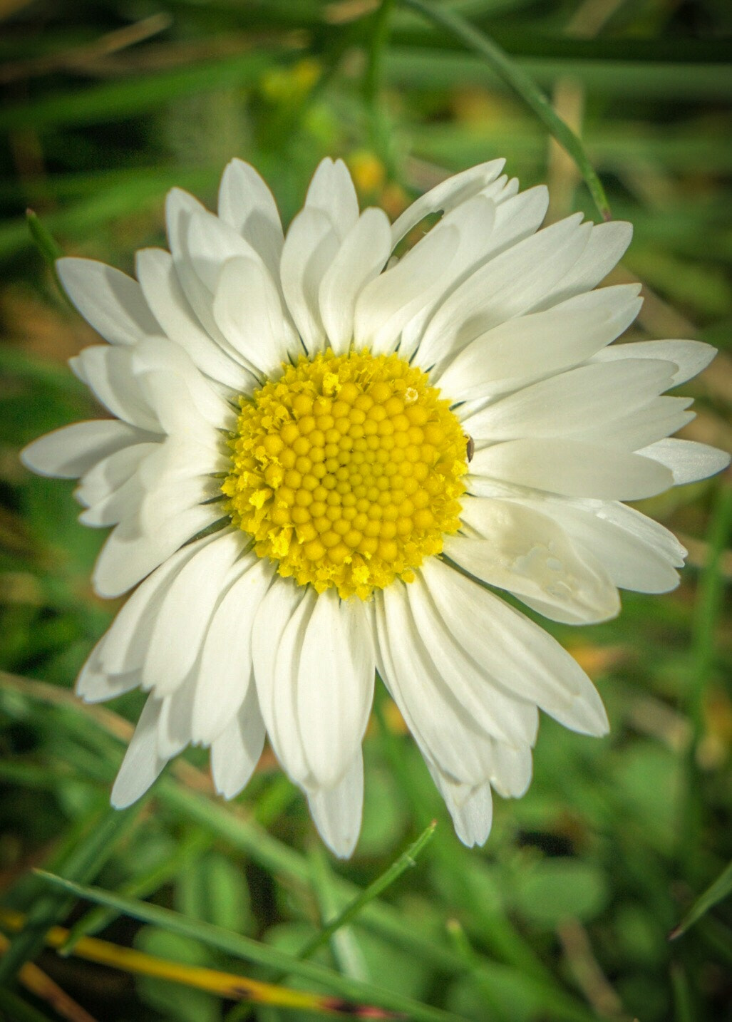 Sony a6000 + Sony Vario Tessar T* FE 24-70mm F4 ZA OSS sample photo. Wildflower in the grass! photography
