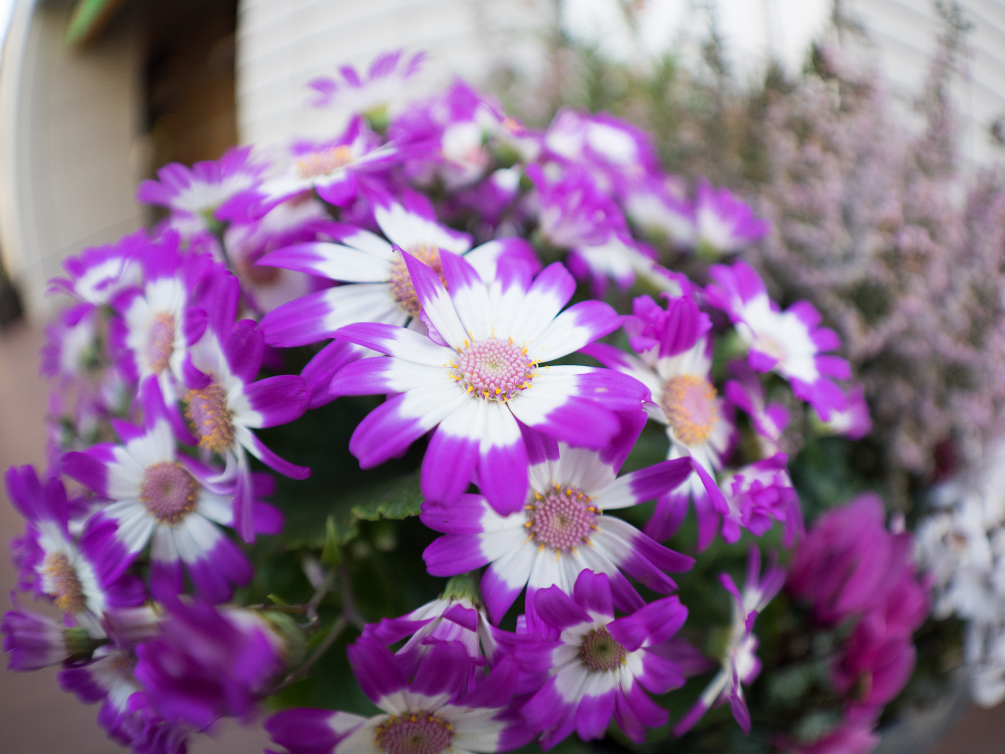 Olympus OM-D E-M1 + OLYMPUS M.8mm F1.8 sample photo. Round flower photography