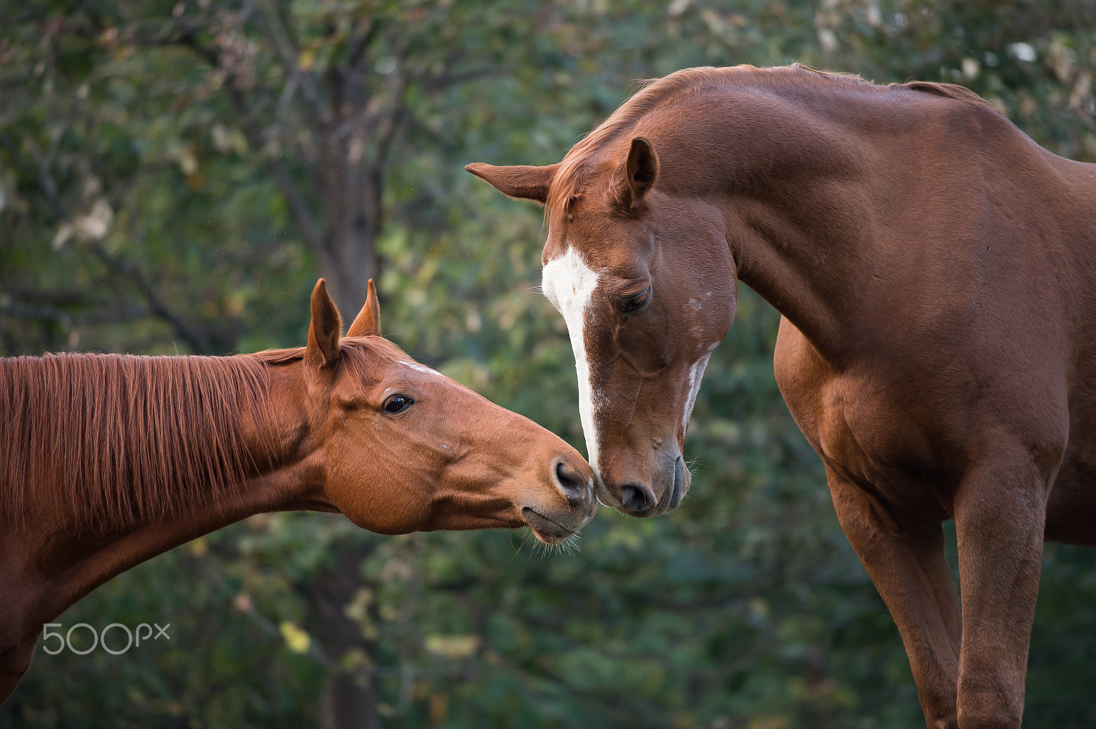 Nikon AF-S Nikkor 70-200mm F4G ED VR sample photo. Love horses1 photography