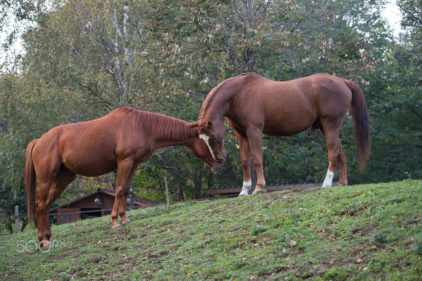 Nikon AF-S Nikkor 70-200mm F4G ED VR sample photo. Love horses2 photography