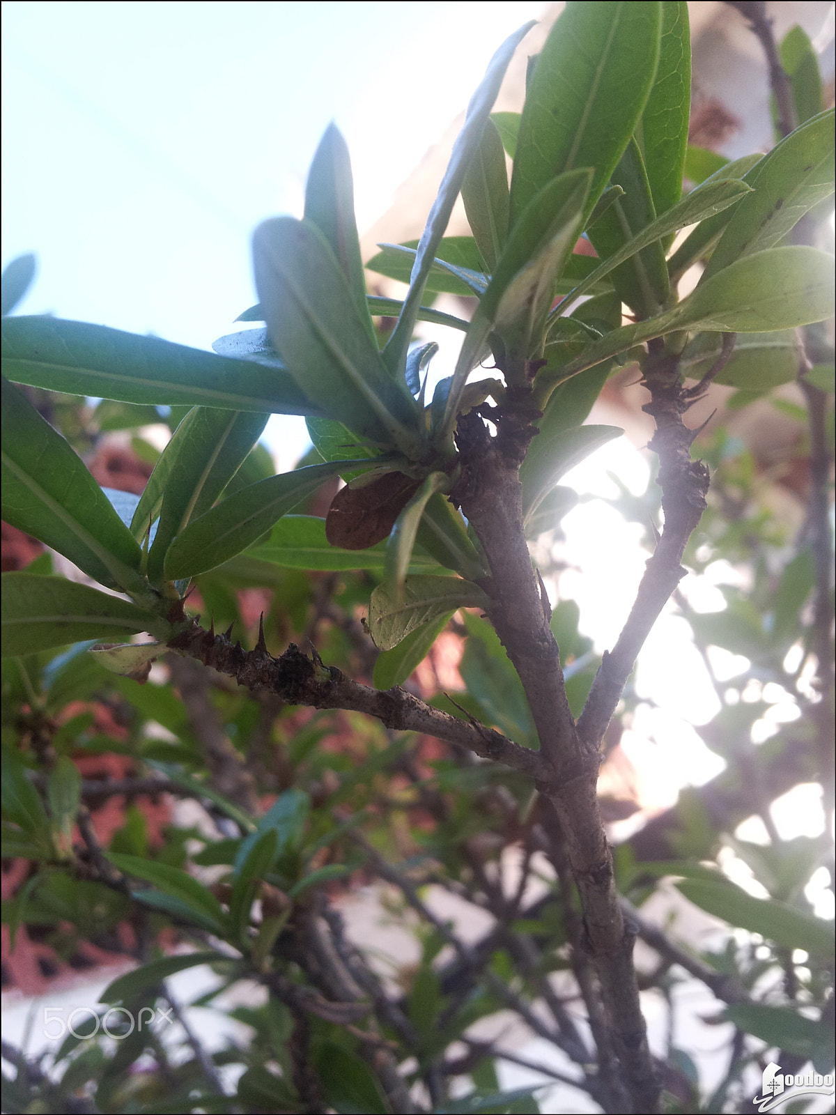 Samsung Galaxy S2 Epic sample photo. From 0 as well photography
