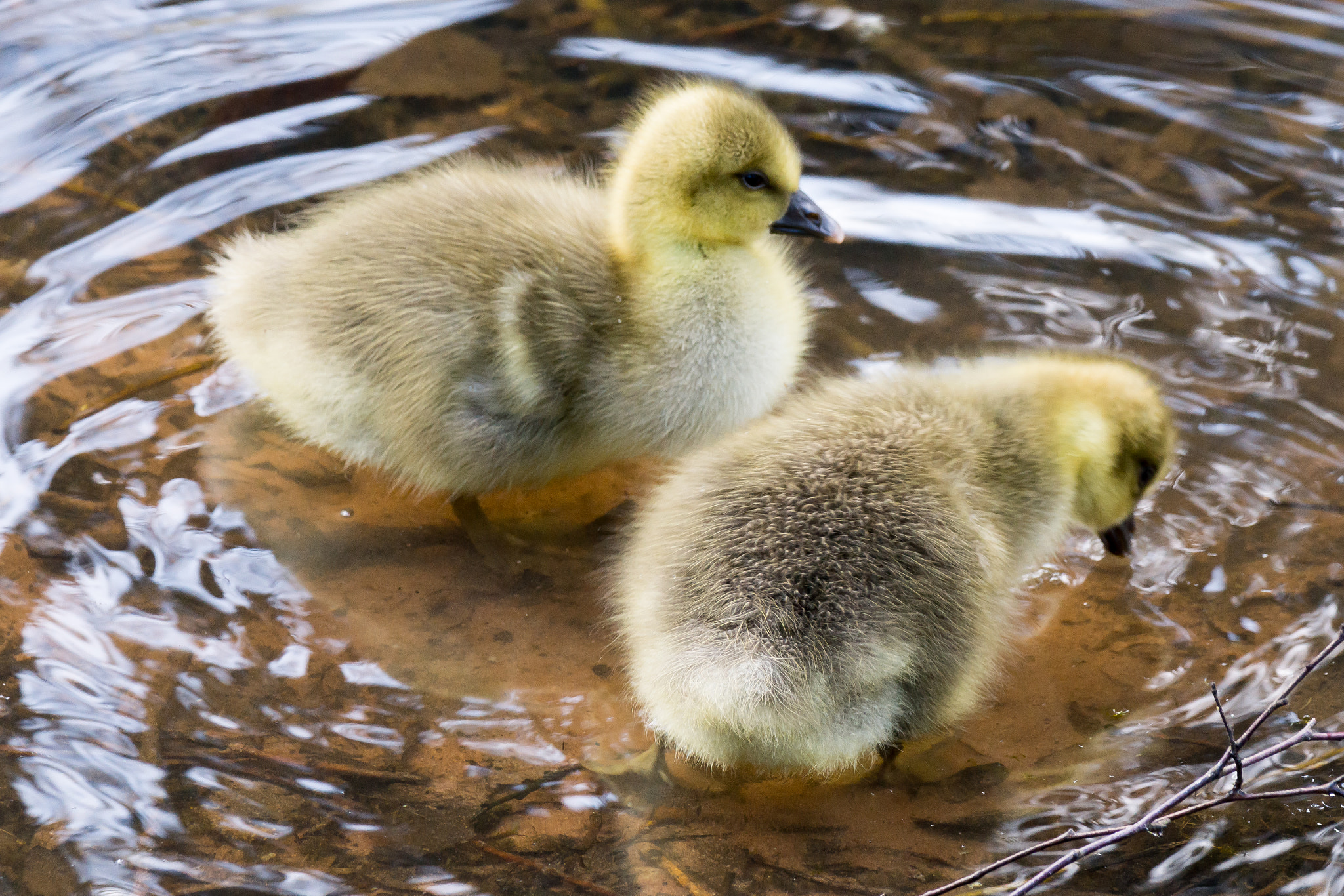 Sony 70-300mm F4.5-5.6 G SSM sample photo. Chicks photography