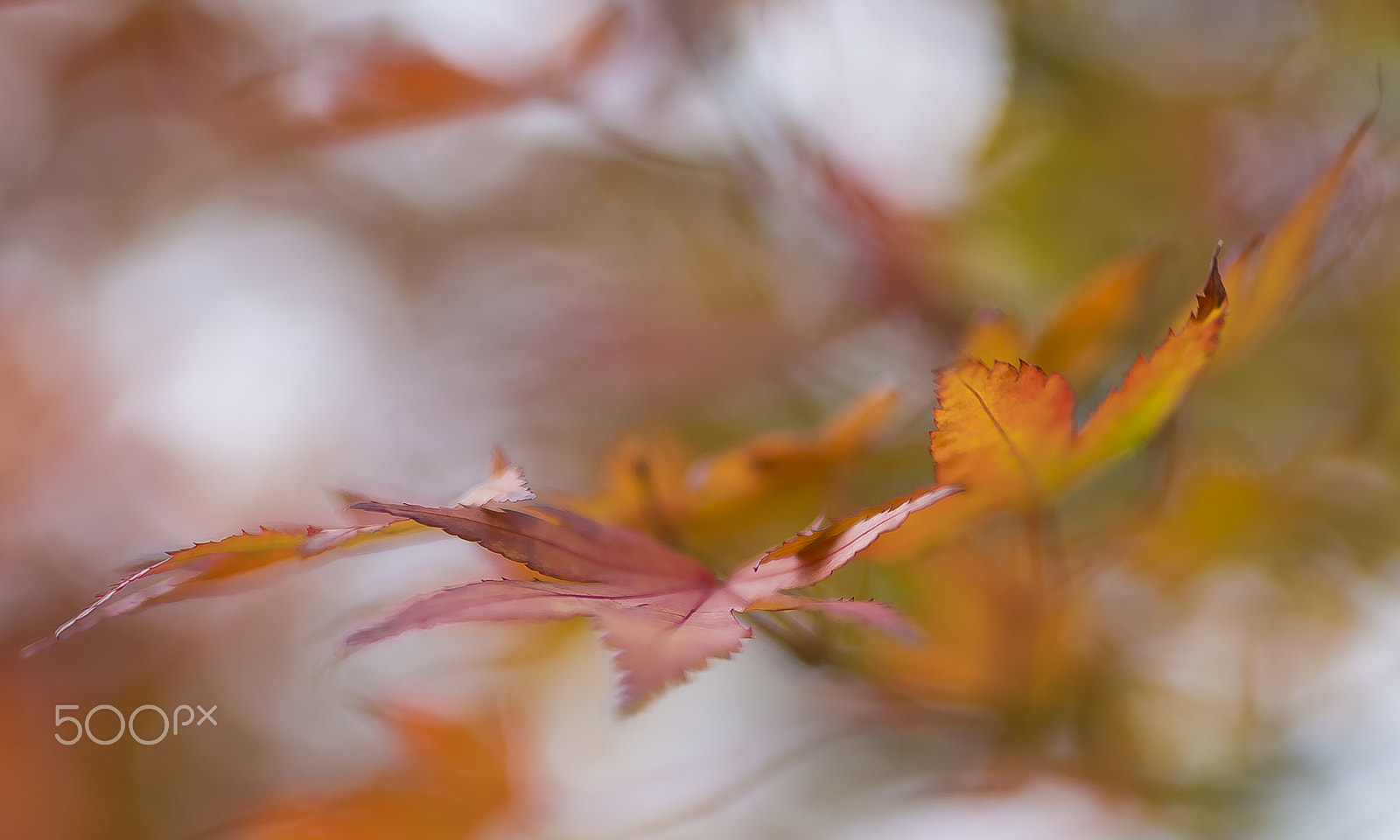 Sigma 50mm F1.4 EX DG HSM sample photo. Autumn leaves photography