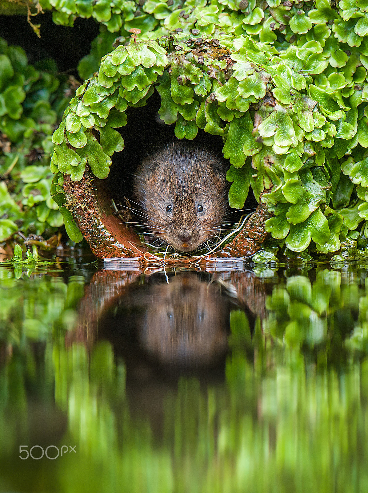 Nikon D700 + Nikon AF-S Nikkor 500mm F4G ED VR sample photo. Water vole photography