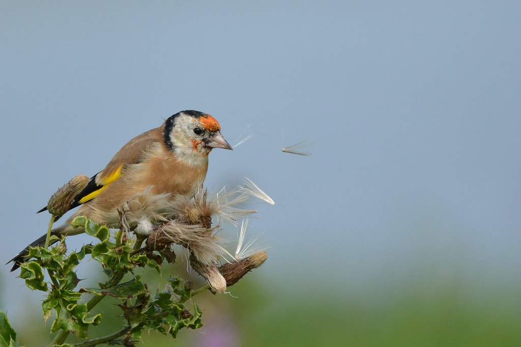 Nikon AF-S Nikkor 600mm F4G ED VR sample photo. Carduelis carduelis photography