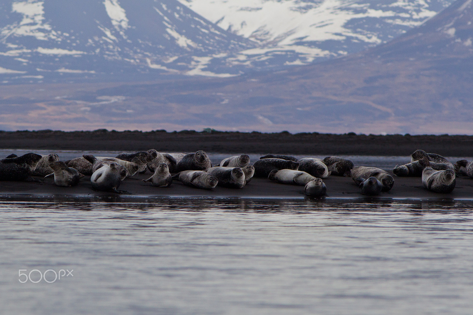 Canon EF 200mm F2.8L II USM sample photo. Seals at hvitserkur photography