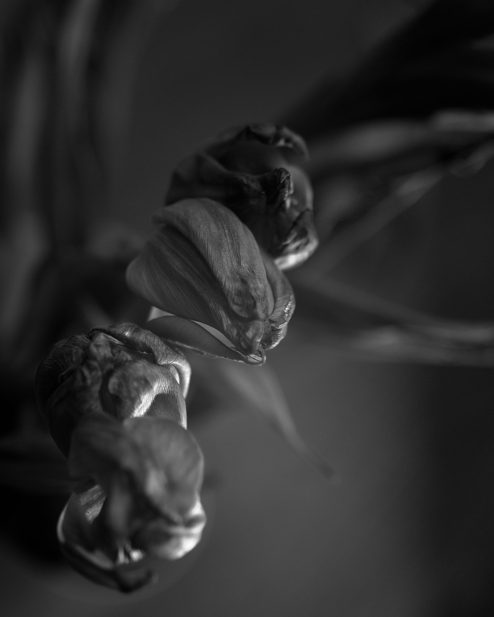 Nikon D610 + Nikon AF Nikkor 105mm F2D DC sample photo. Tulips photography